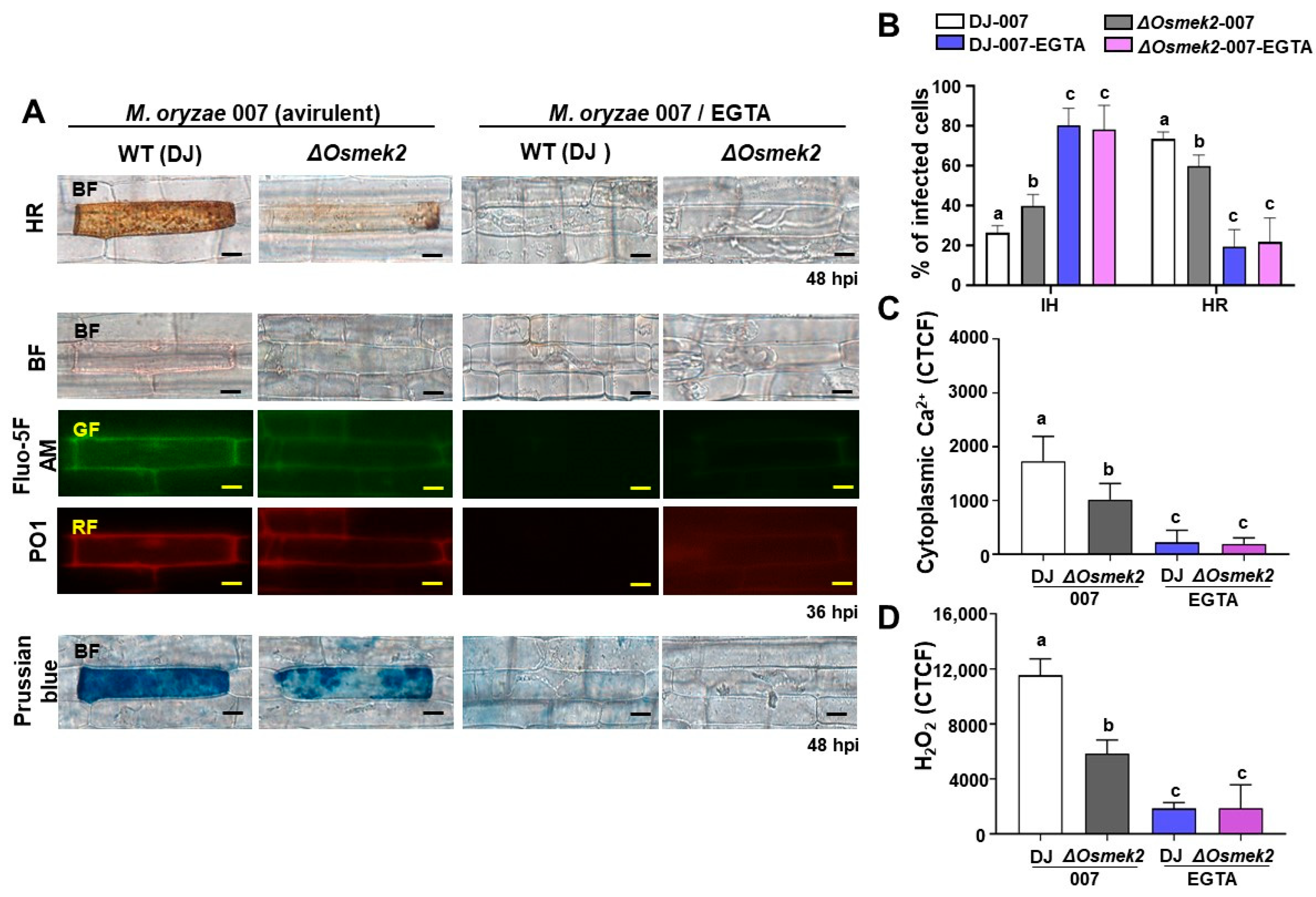 Antioxidants 13 01013 g002