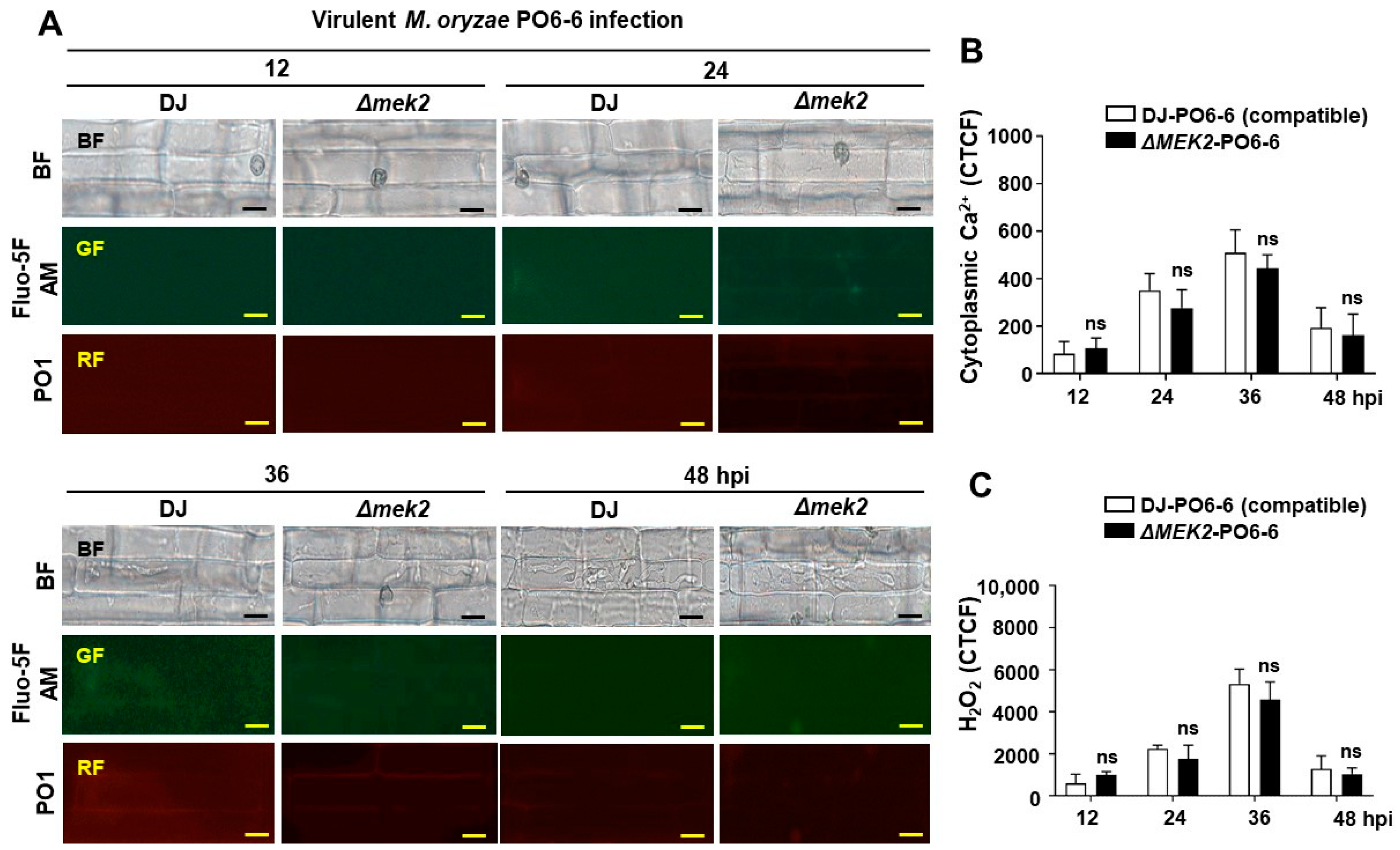 Antioxidants 13 01013 g003