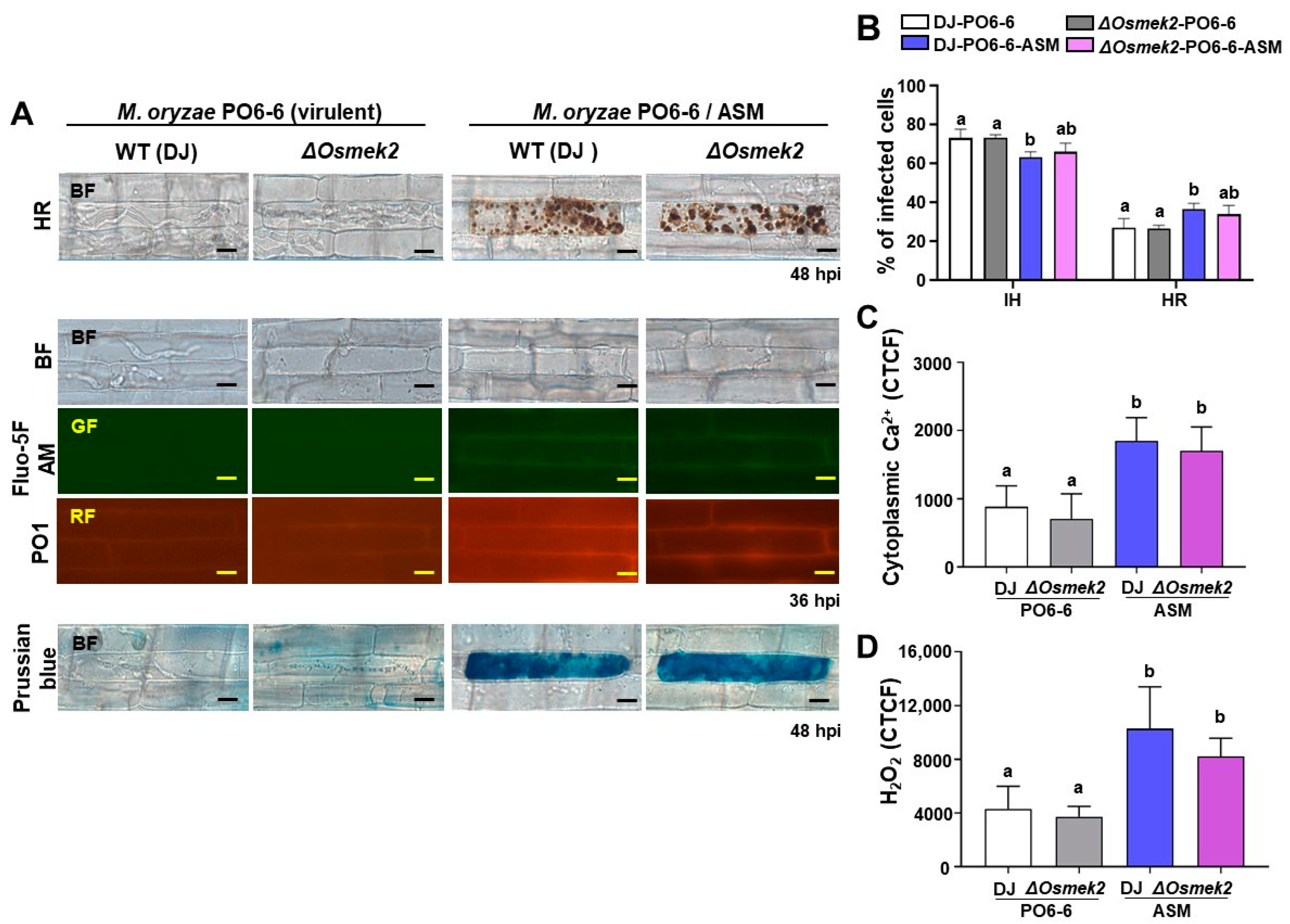 Antioxidants 13 01013 g004