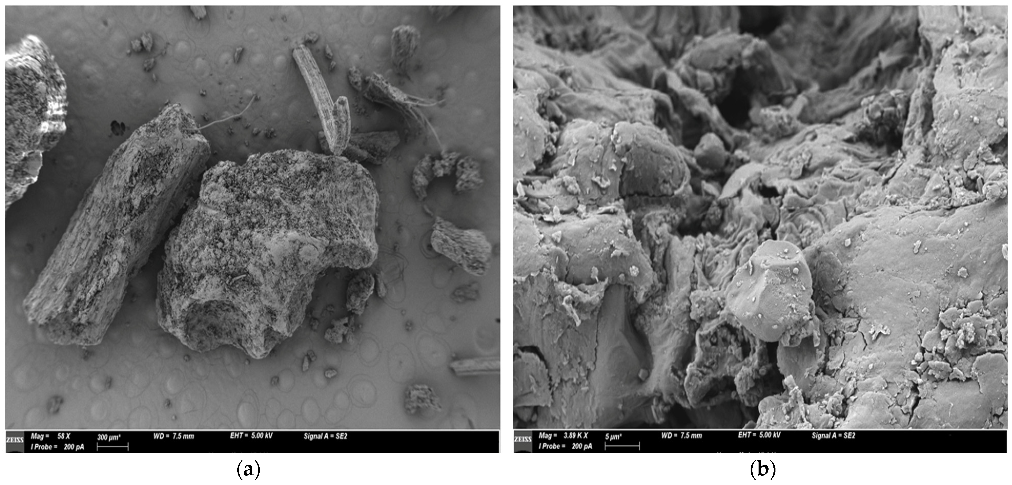 Antioxidants 13 01014 g001