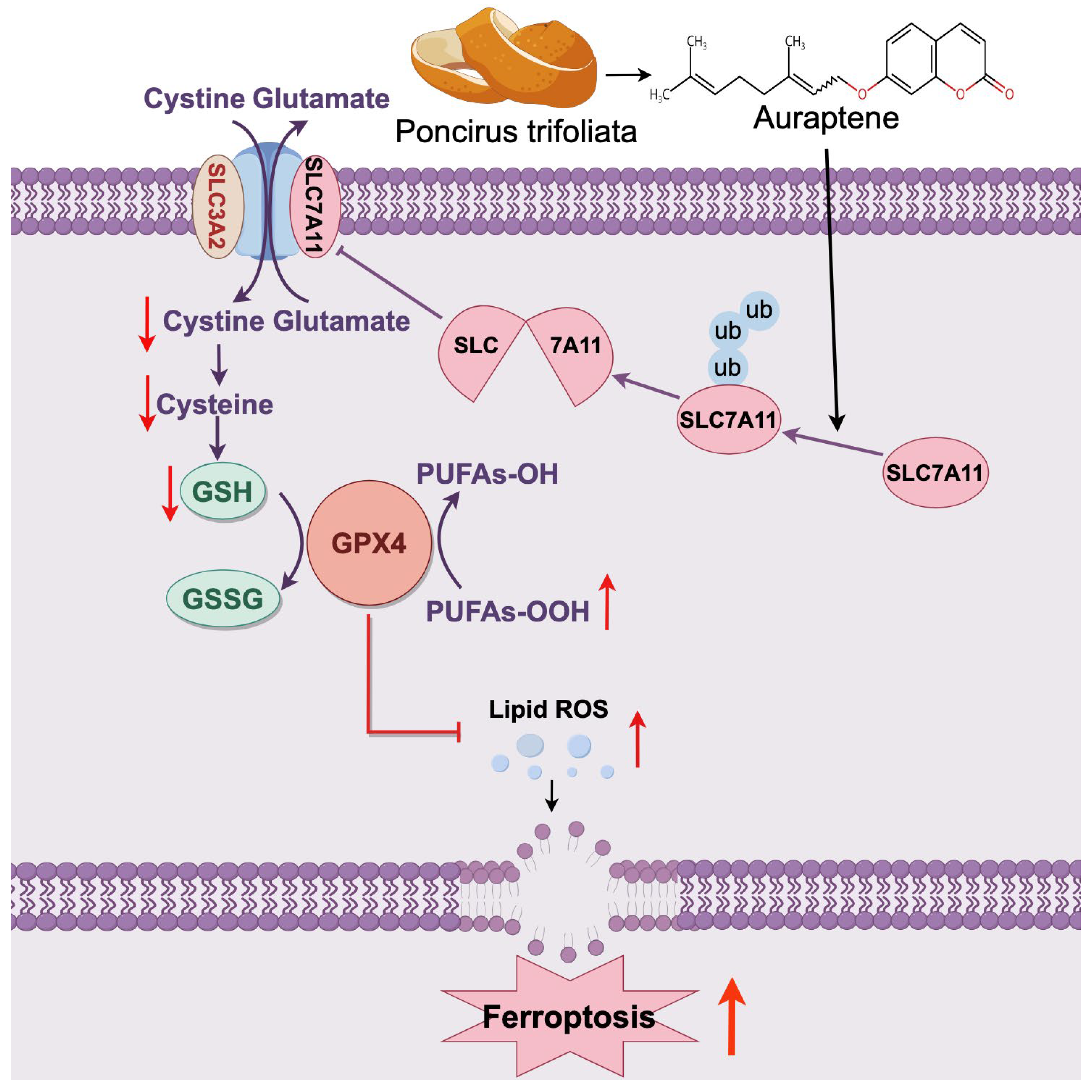 Antioxidants 13 01015 g006