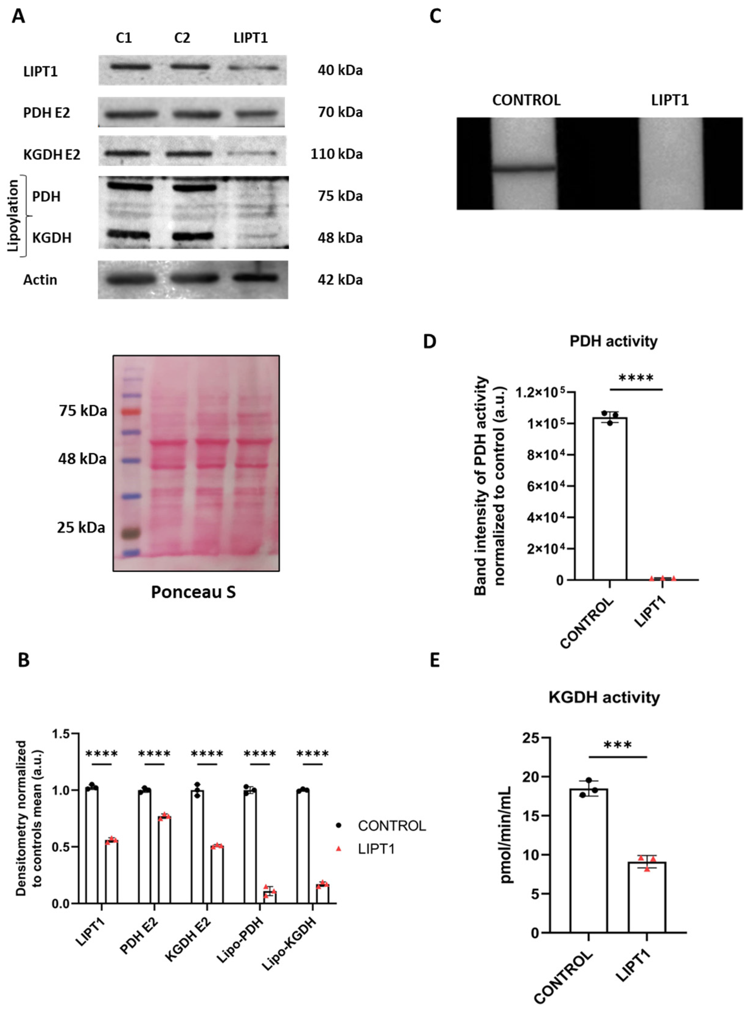 Antioxidants 13 01023 g001