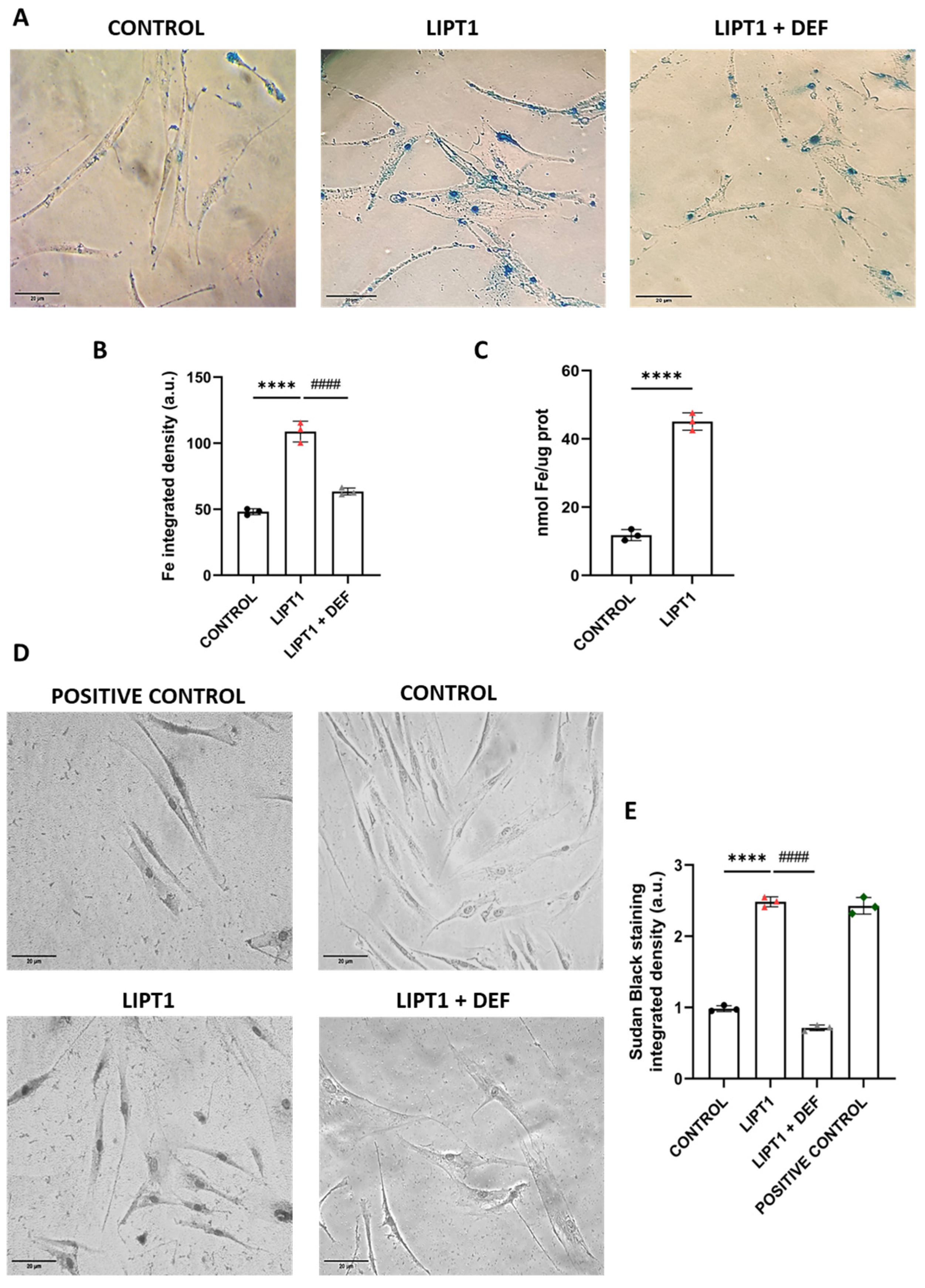 Antioxidants 13 01023 g002