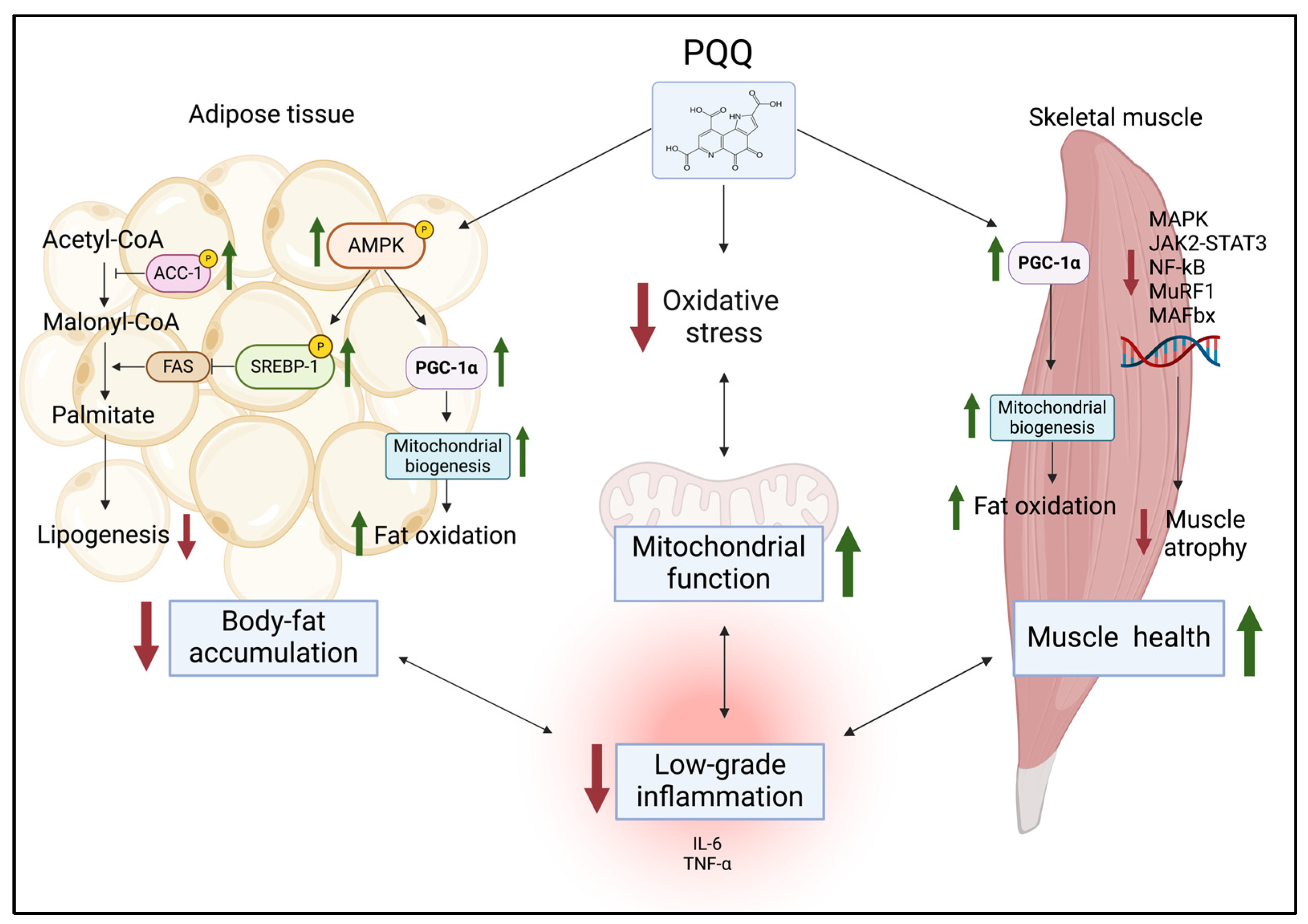 Metabolic and Biochemical Effects of Pyrroloquinoline Quinone (PQQ) on Inflammation and Mitochondrial Dysfunction: Potential Health Benefits in Obesity and Future Perspectives
