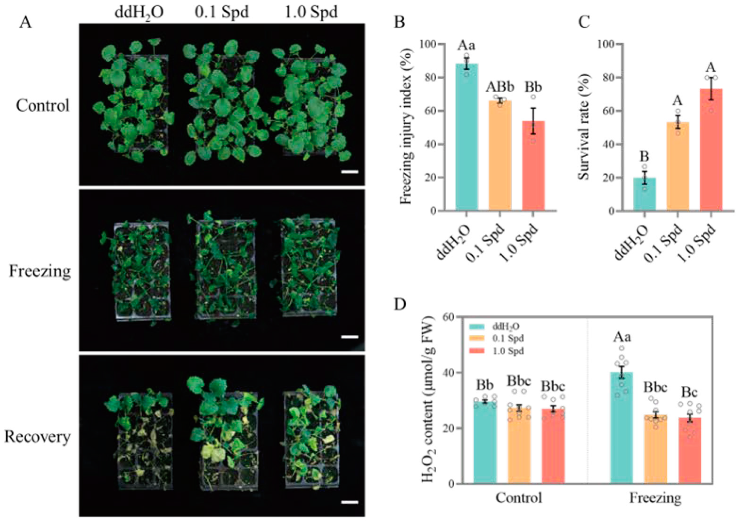 Antioxidants 13 01032 g001
