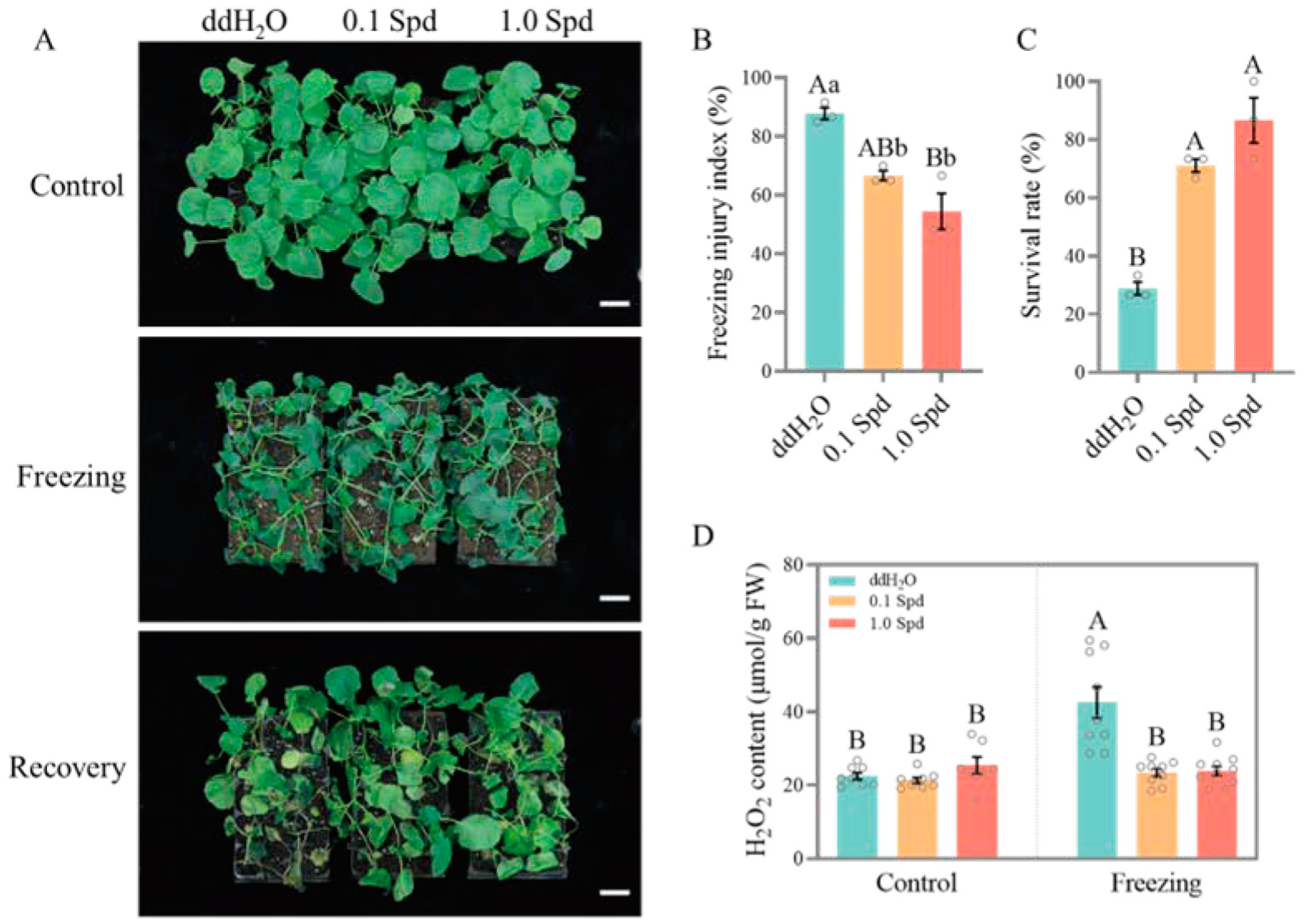 Antioxidants 13 01032 g002