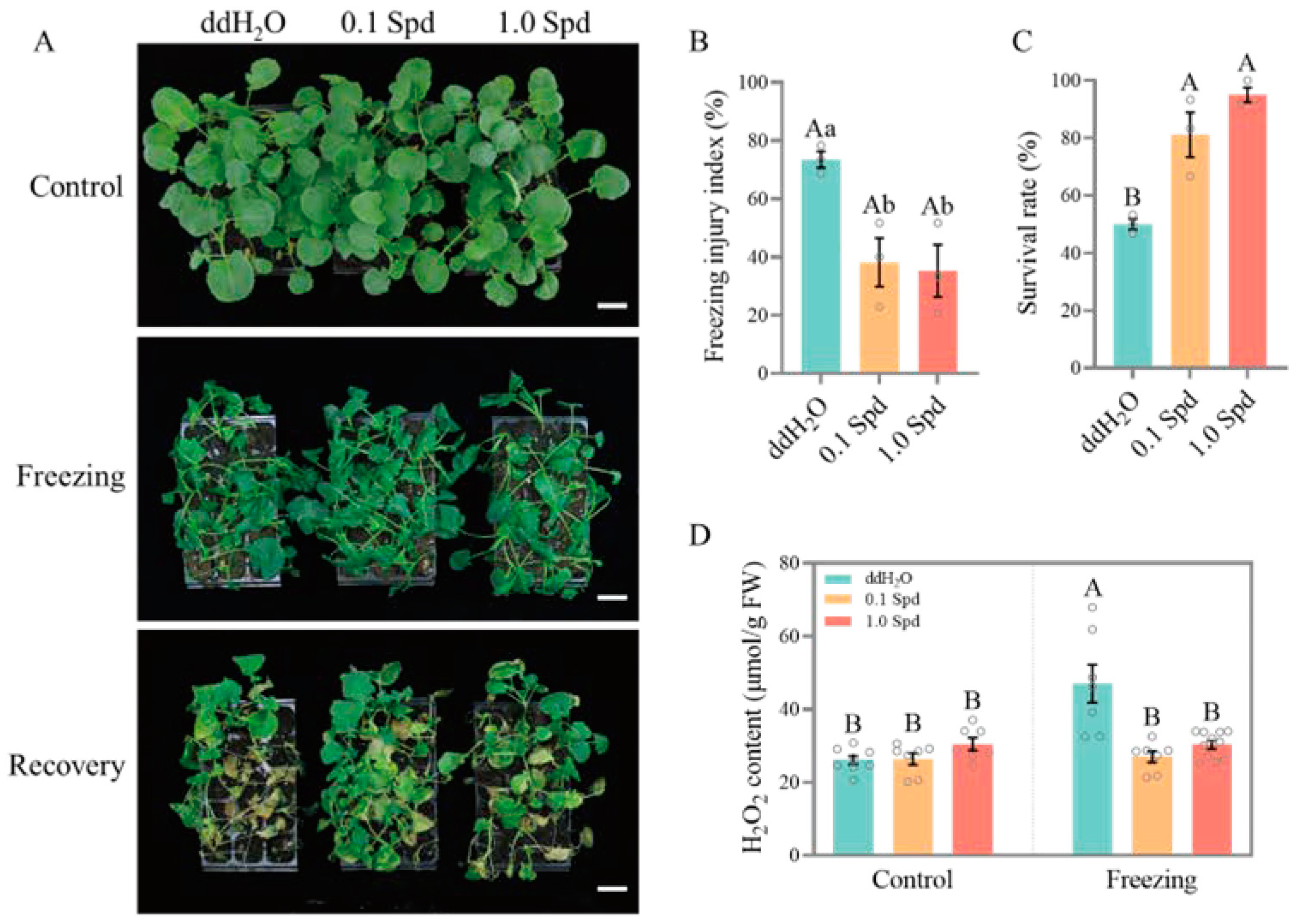 Antioxidants 13 01032 g003