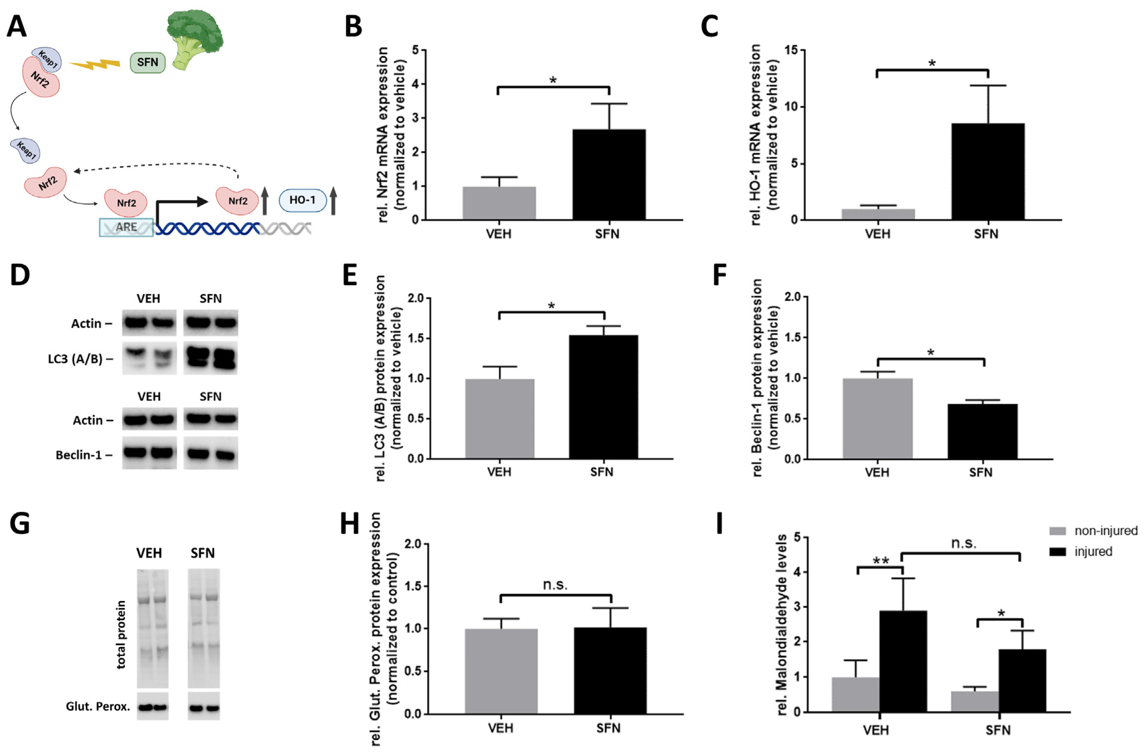 Antioxidants 13 01038 g002
