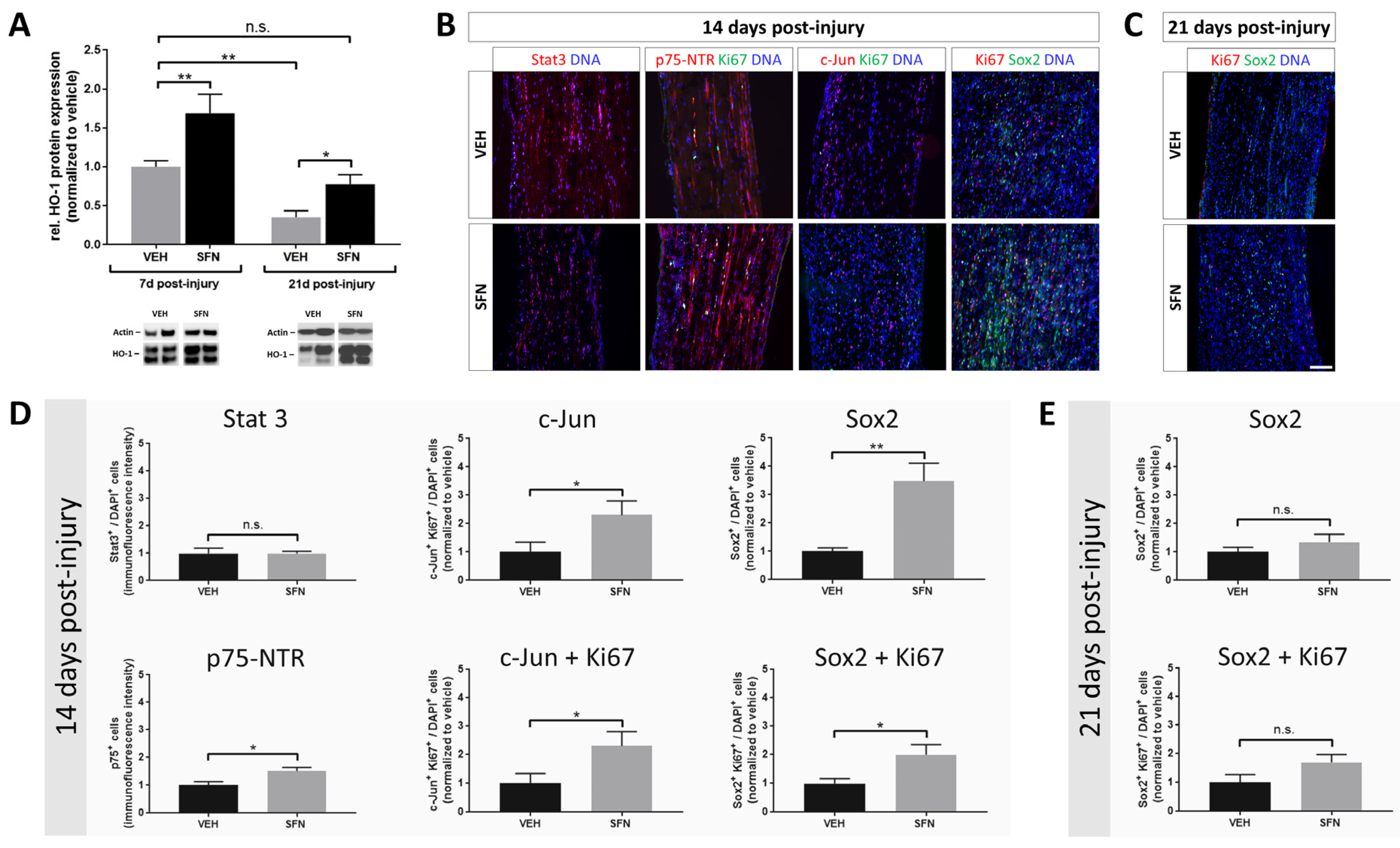 Antioxidants 13 01038 g003