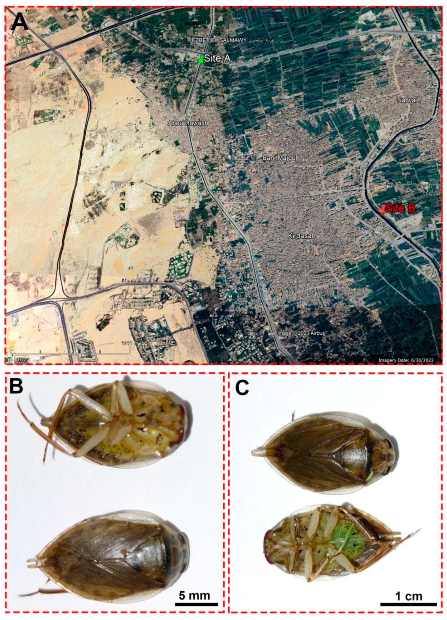 Antioxidants 13 01039 g001