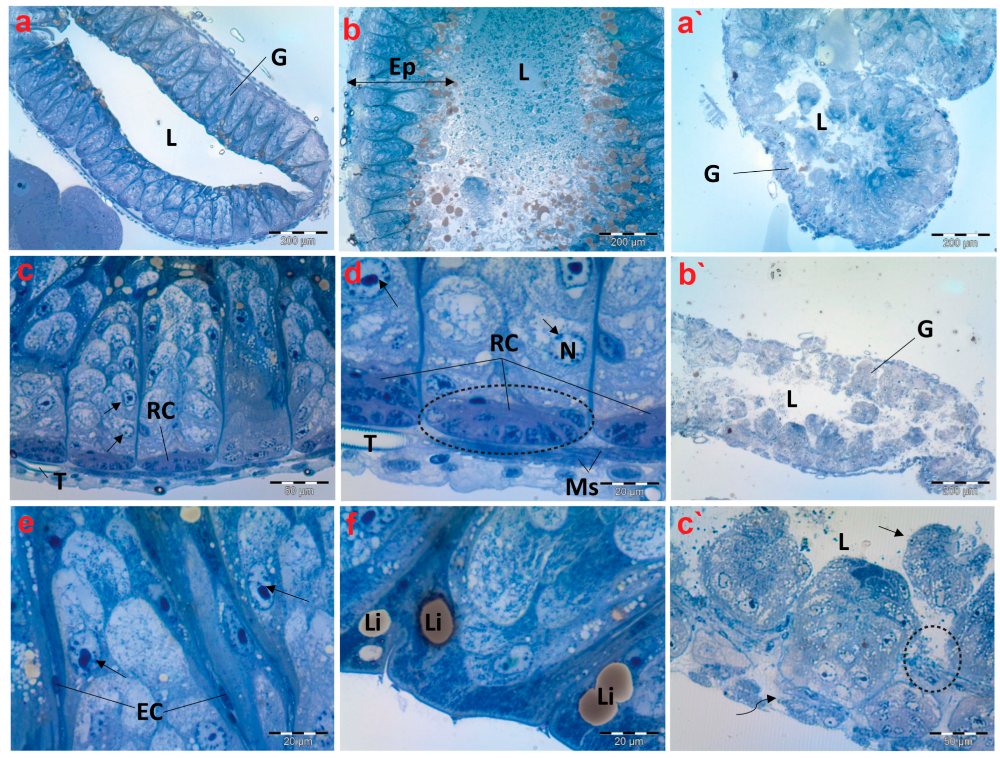 Antioxidants 13 01039 g004