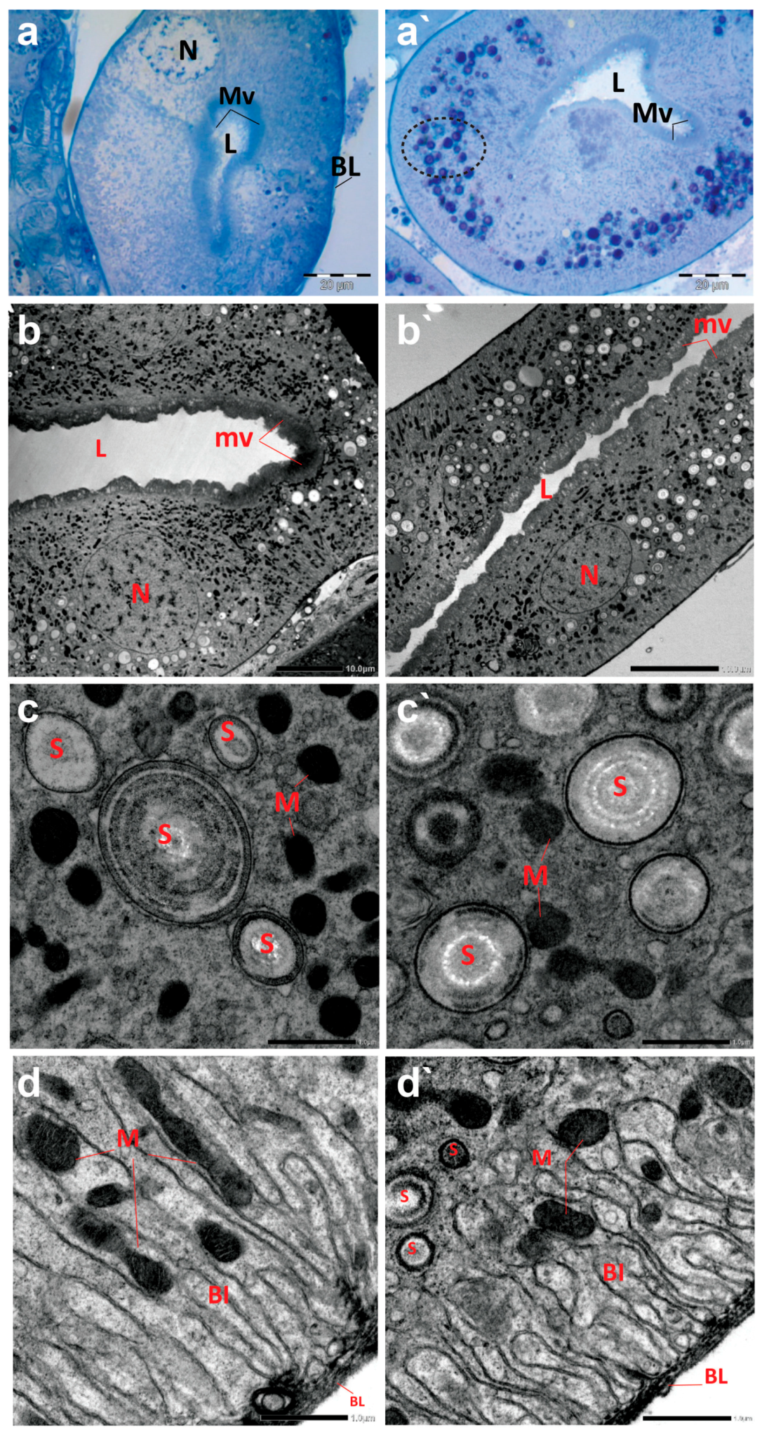 Antioxidants 13 01039 g006