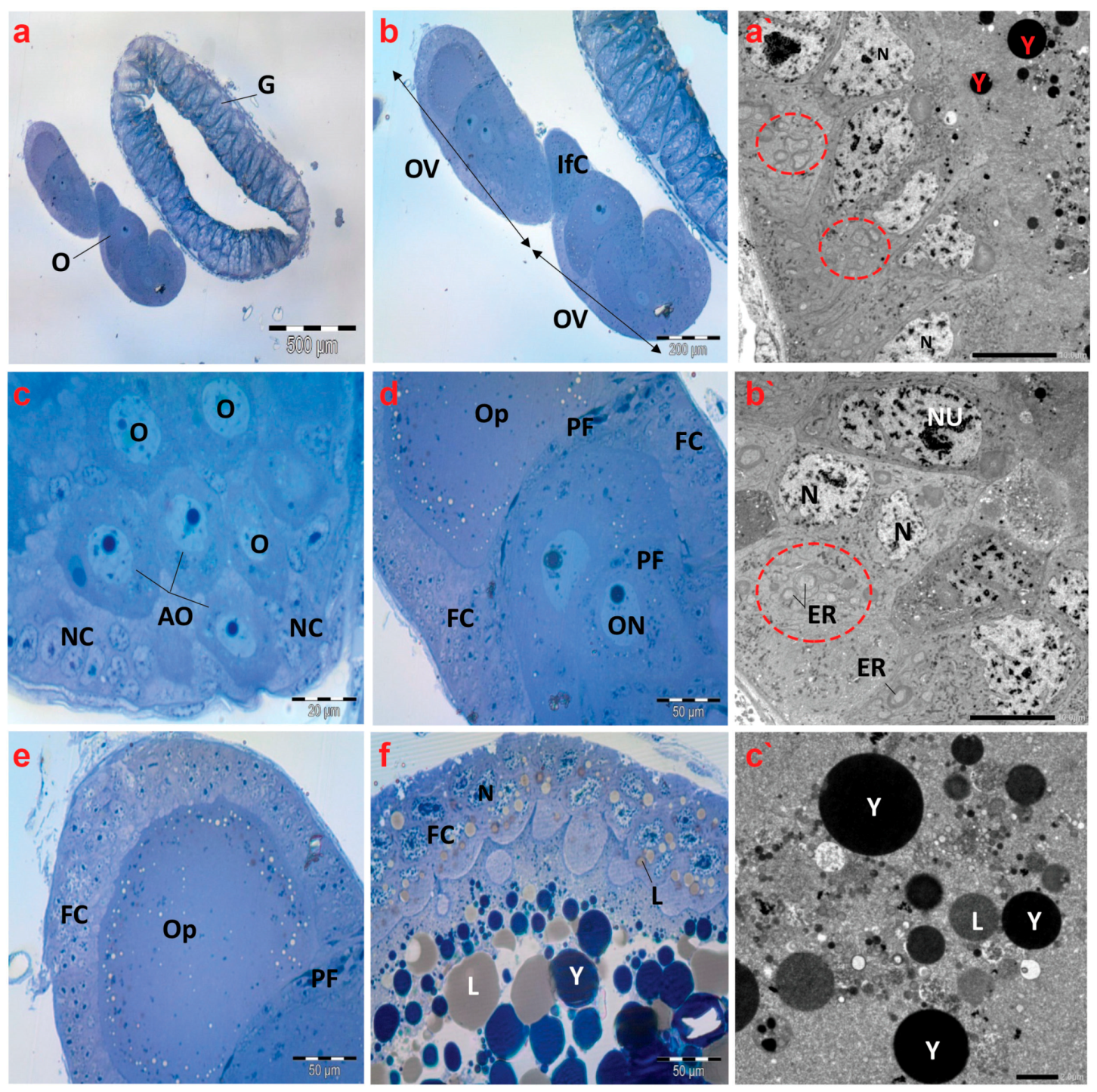 Antioxidants 13 01039 g007