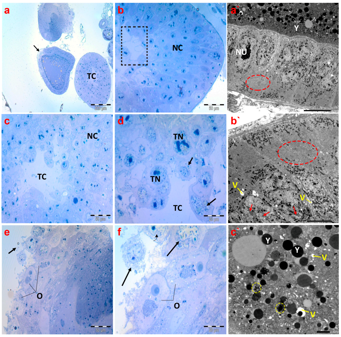 Antioxidants 13 01039 g008