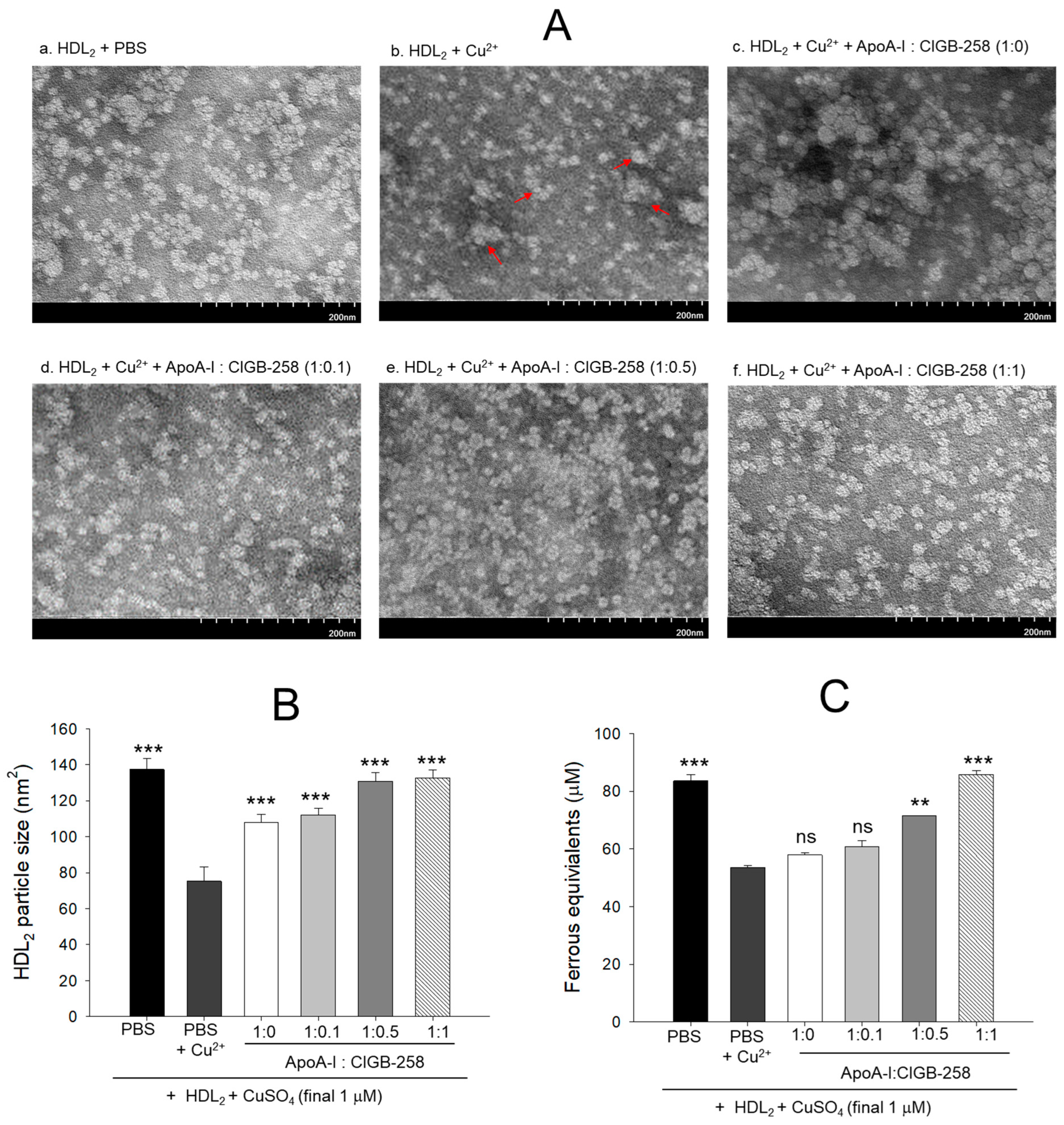 Antioxidants 13 01049 g002 Antioxidants 13 01049 g002