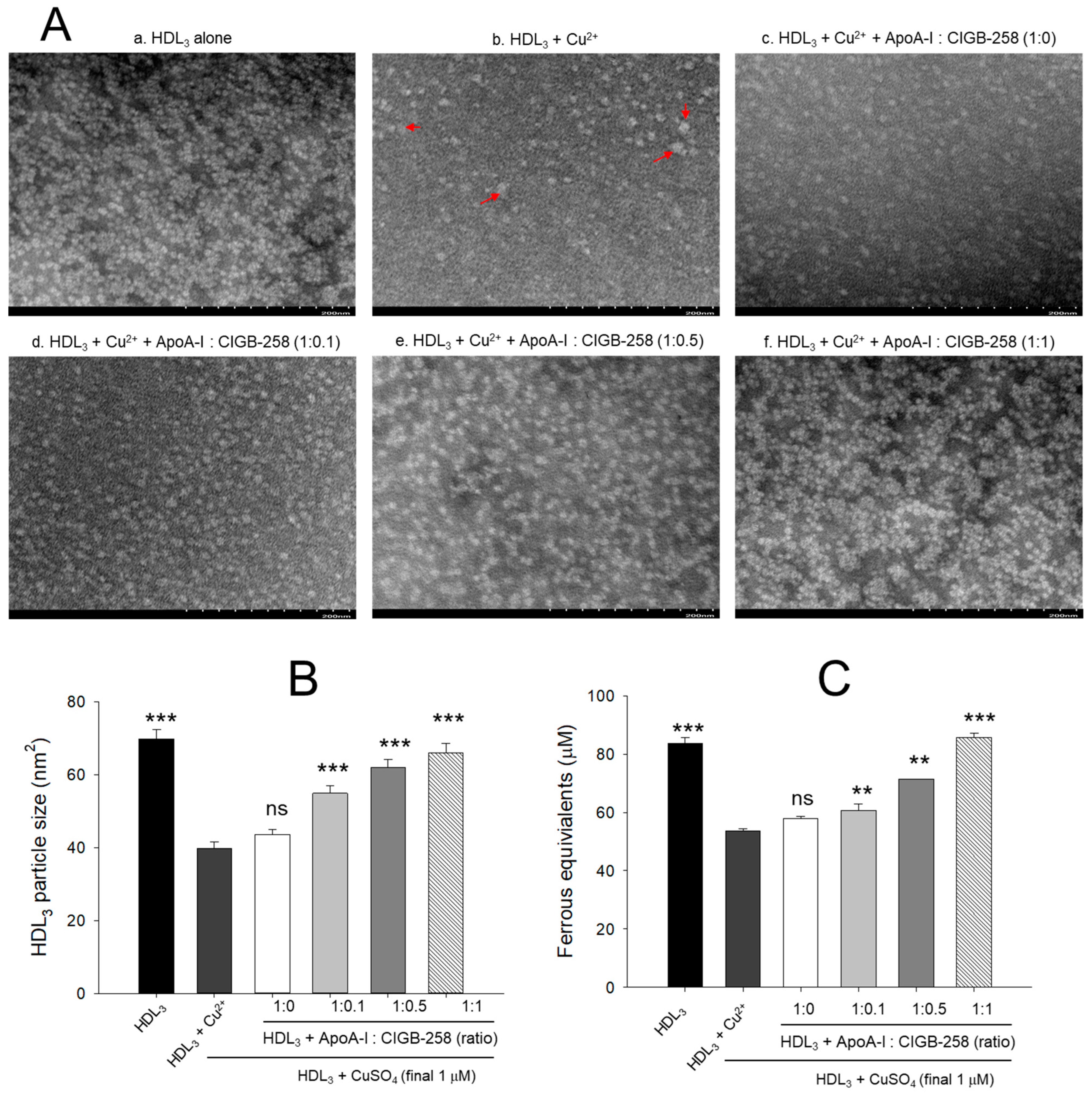 Antioxidants 13 01049 g004 Antioxidants 13 01049 g004