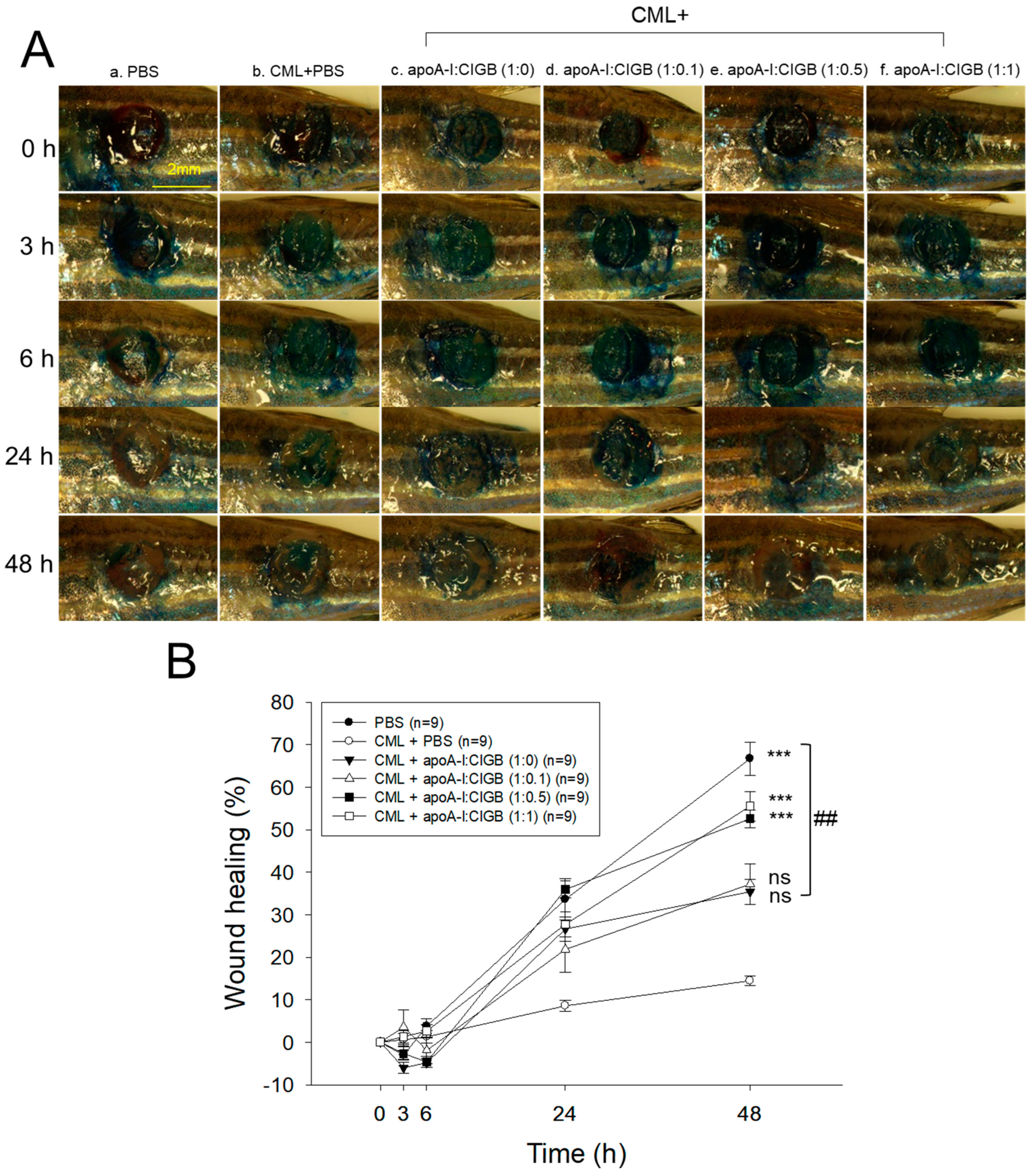 Antioxidants 13 01049 g006 Antioxidants 13 01049 g006