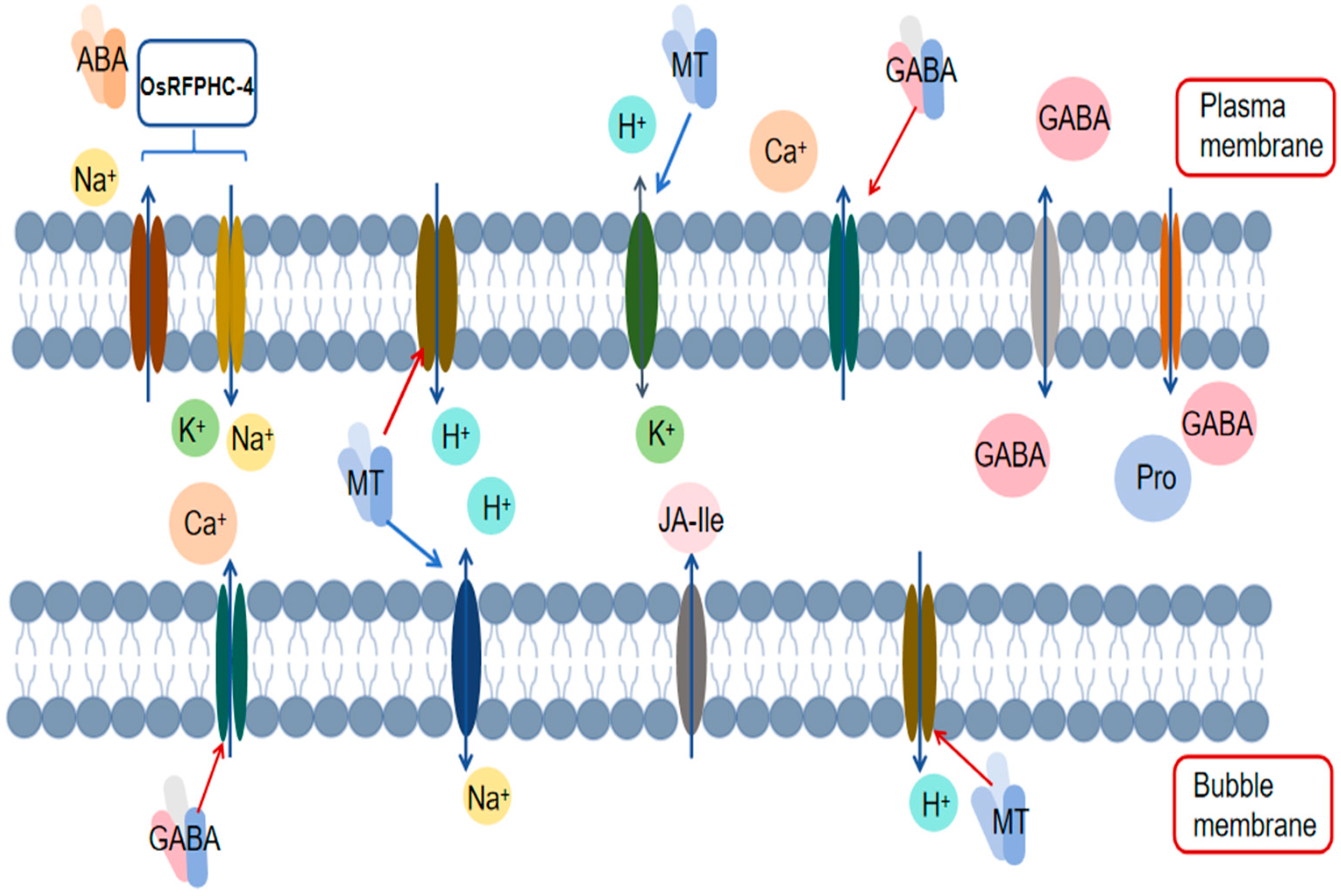 ra専用ページ Mechanisms by Which Exogenous Substances Enhance Plant Salt