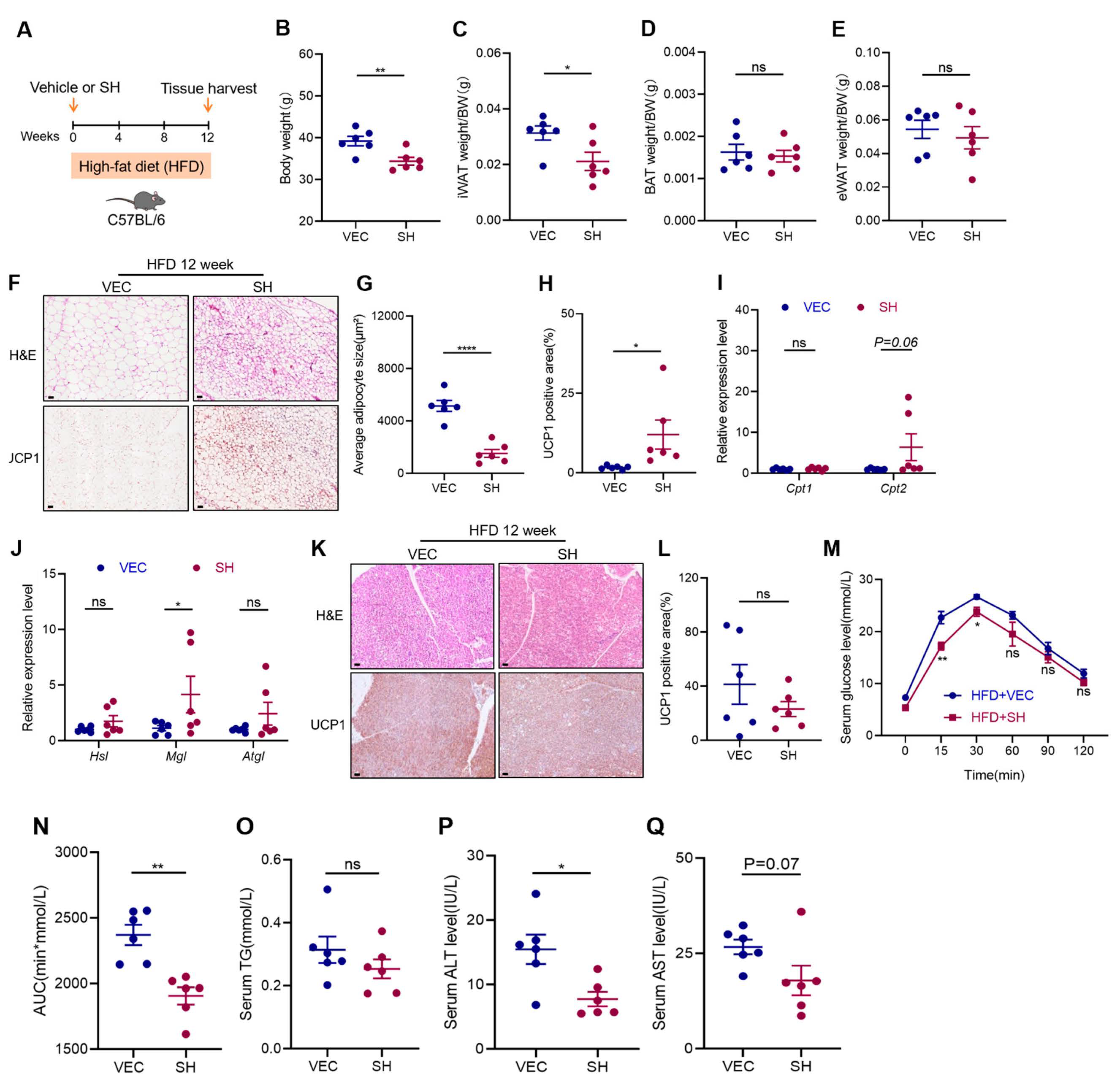 Antioxidants 13 01057 g002
