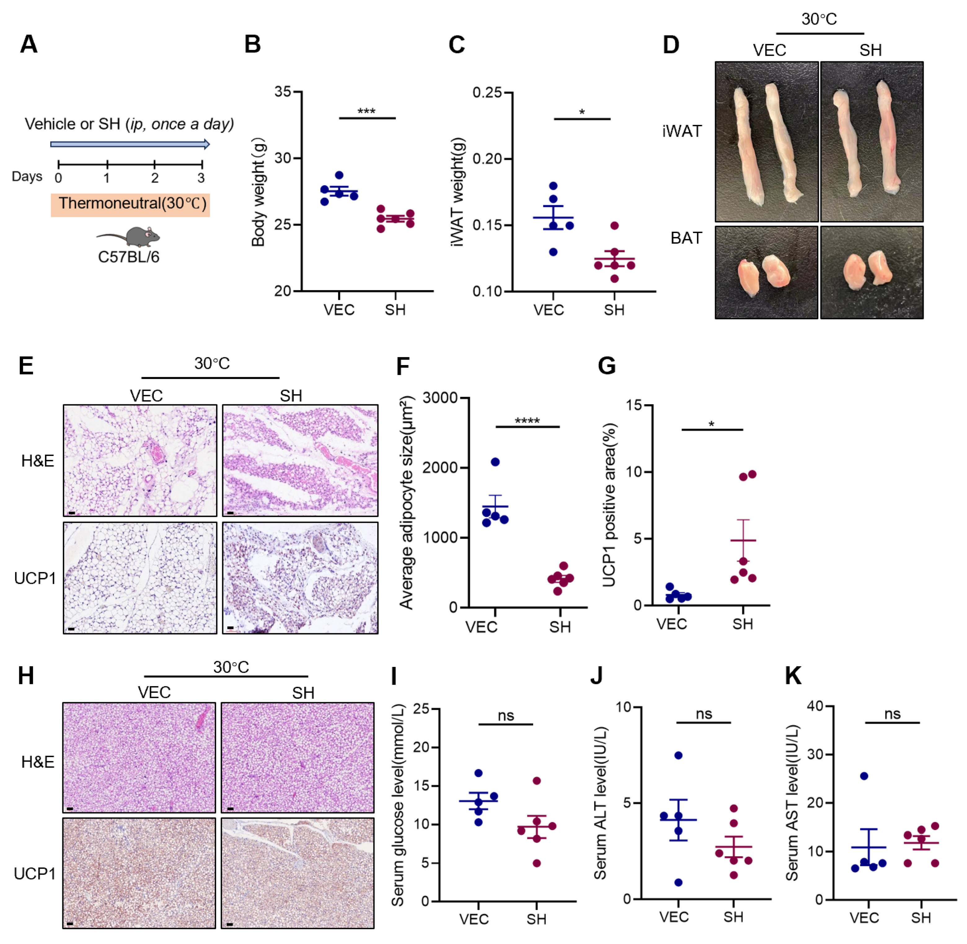Antioxidants 13 01057 g004