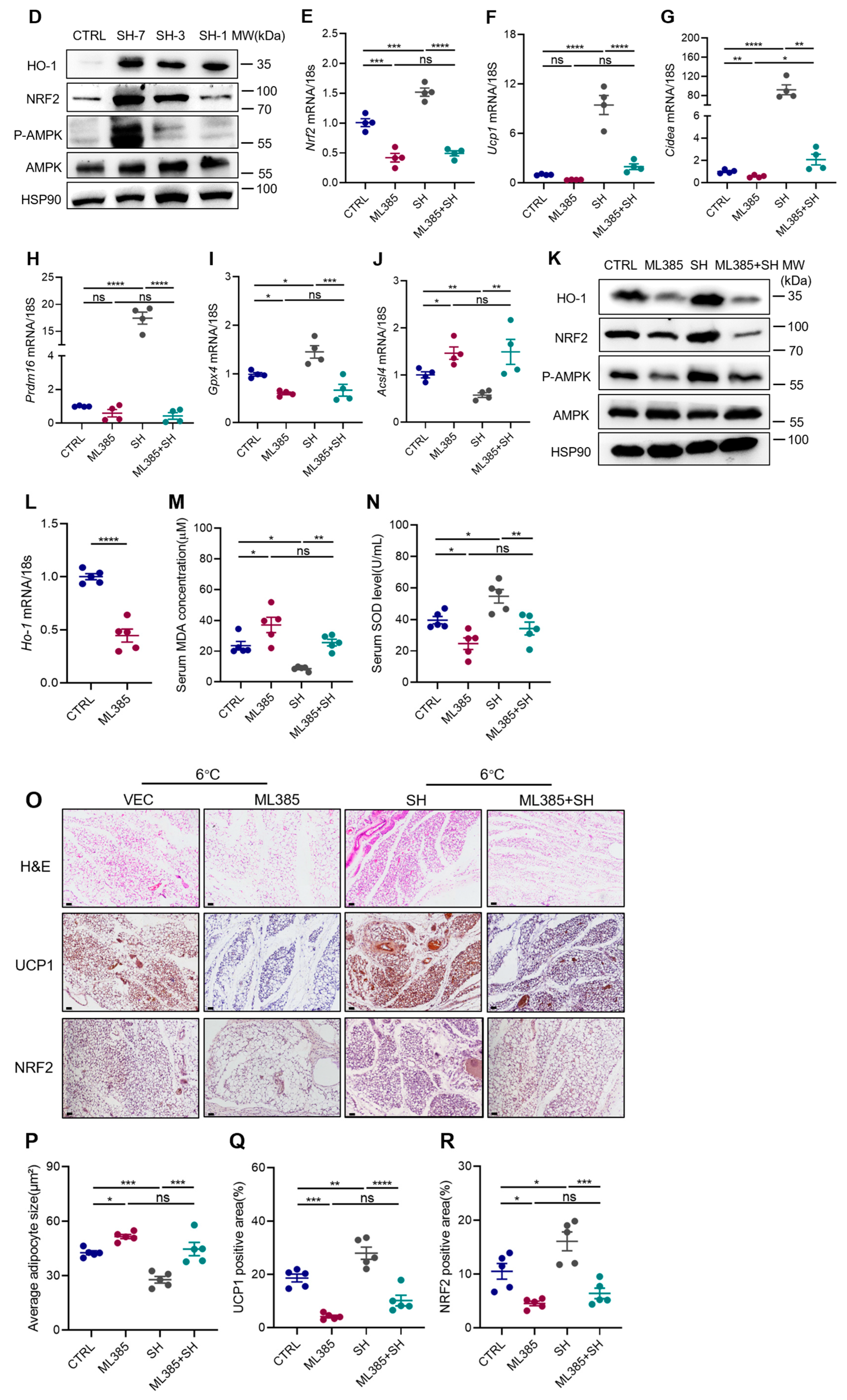 Antioxidants 13 01057 g007b
