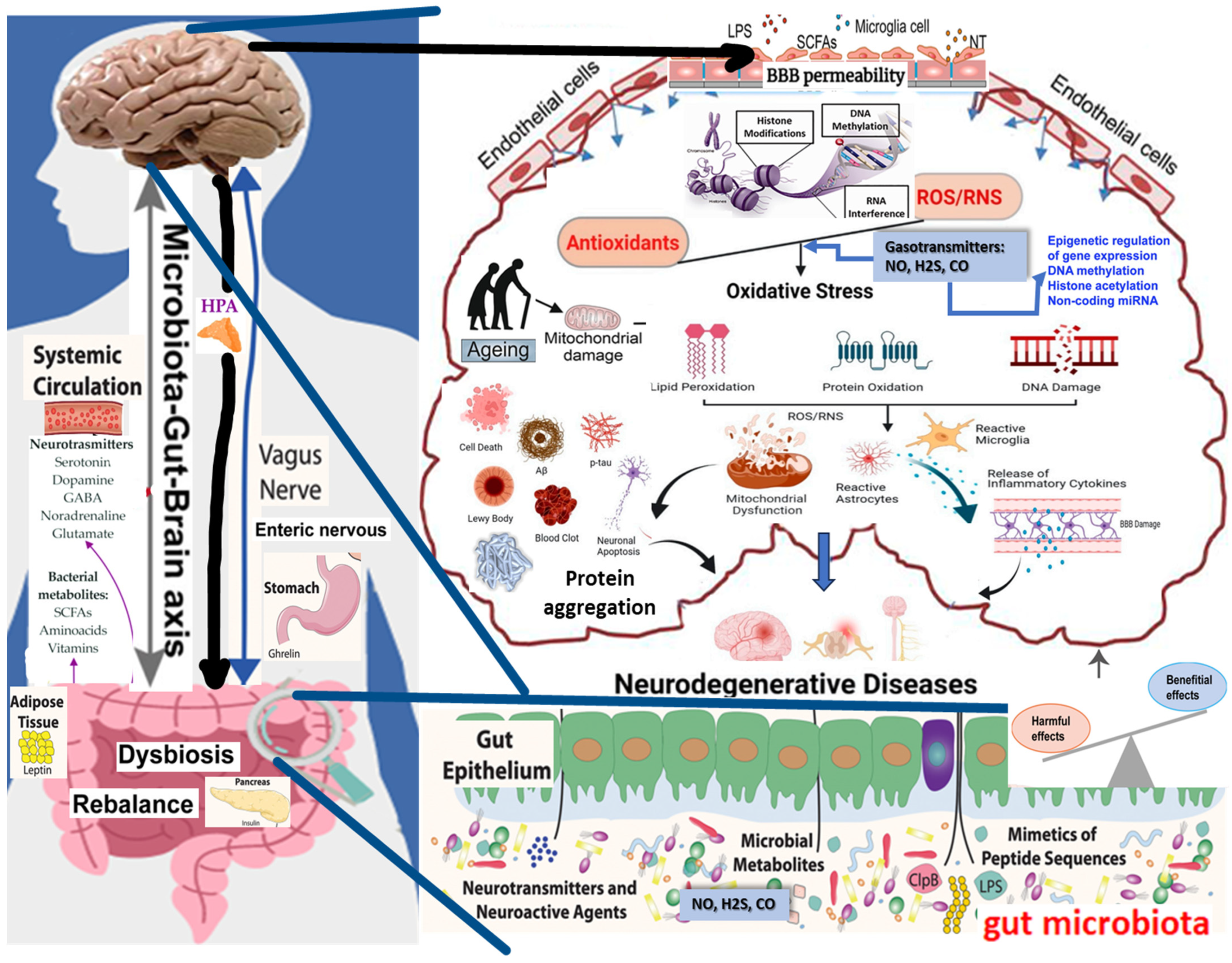 Antioxidants 13 01062 g002