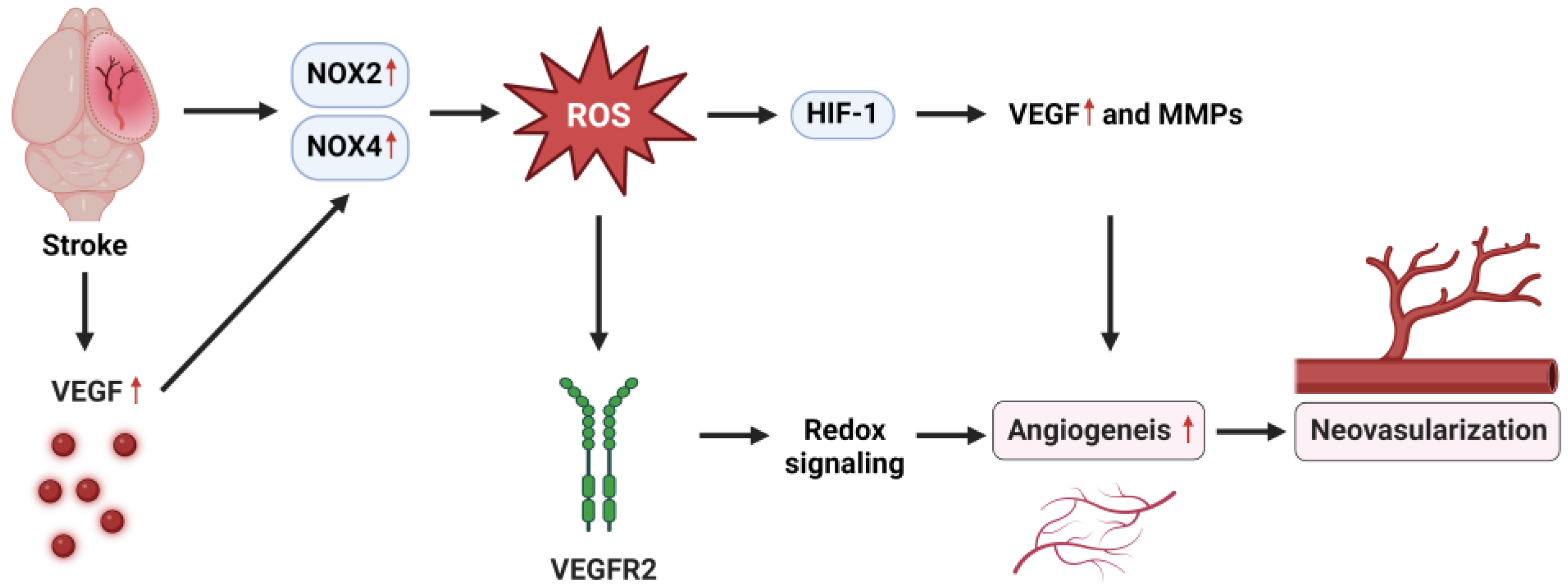 Role of NADPH Oxidases in Stroke Recovery