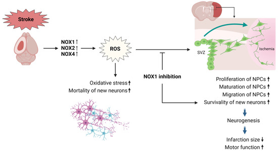 Role of NADPH Oxidases in Stroke Recovery