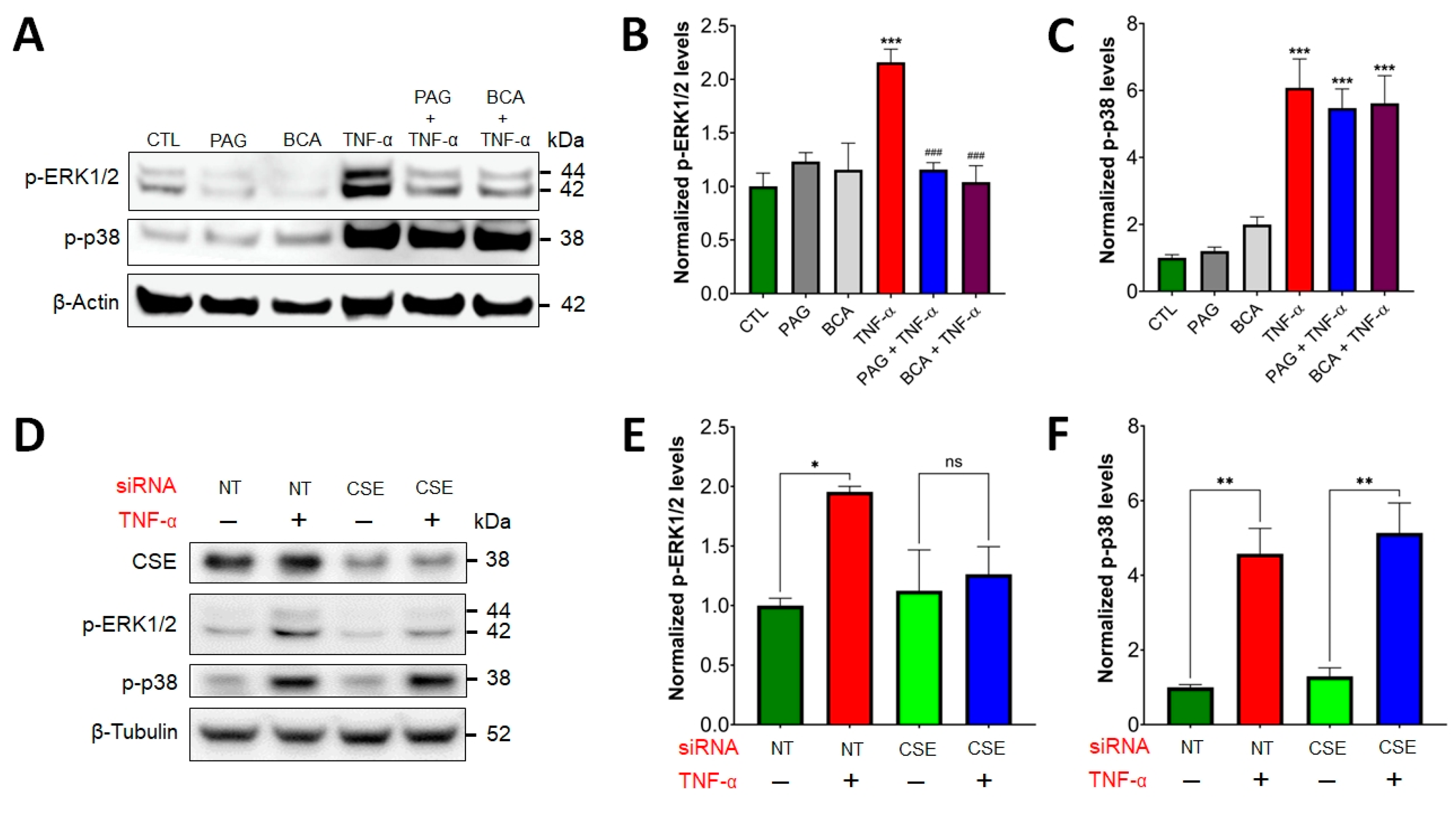 Antioxidants 13 01067 g002