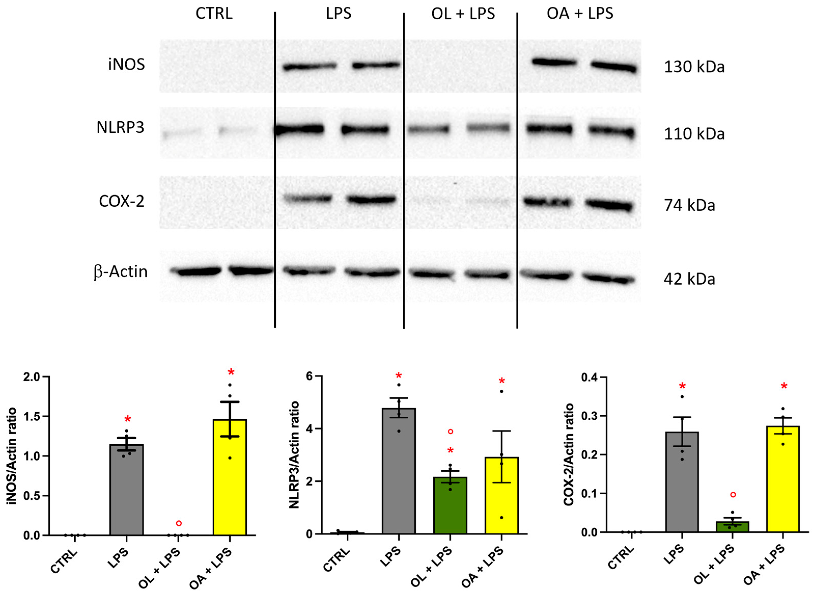 Antioxidants 13 01074 g005