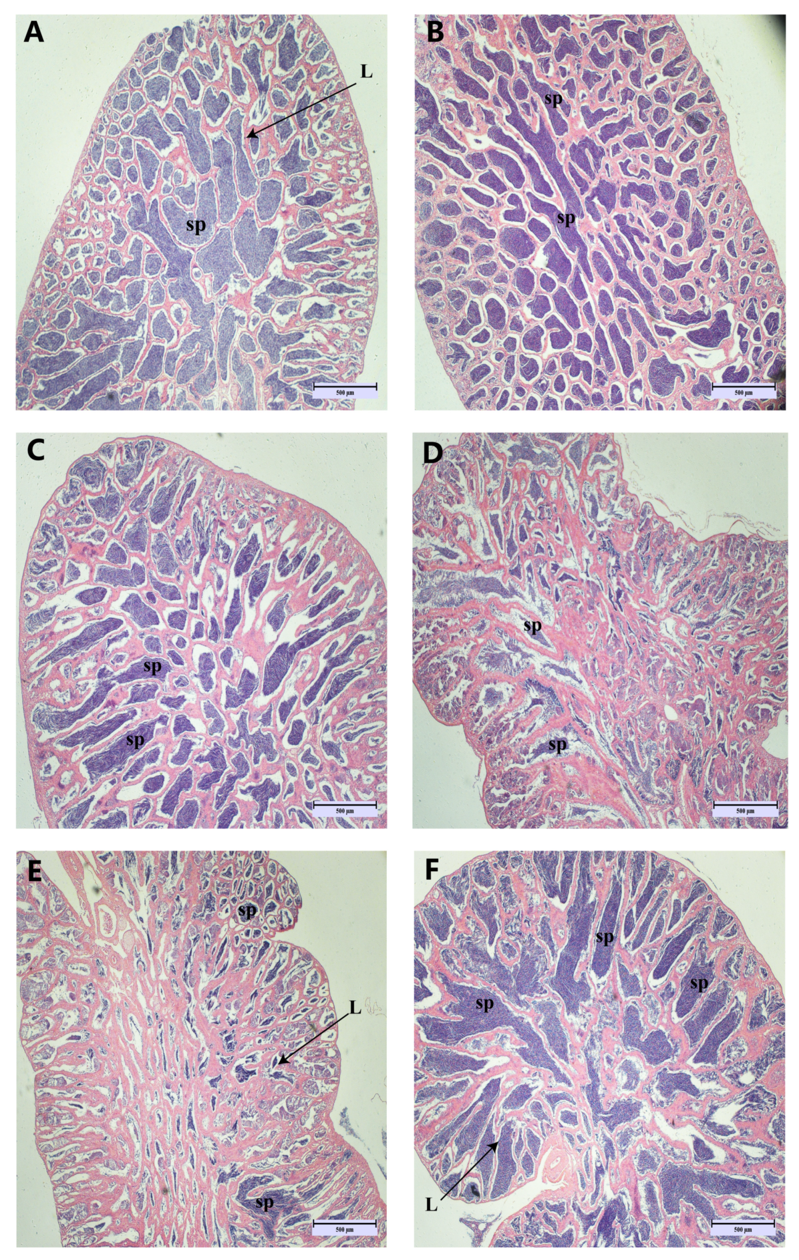Antioxidants 13 01077 g002