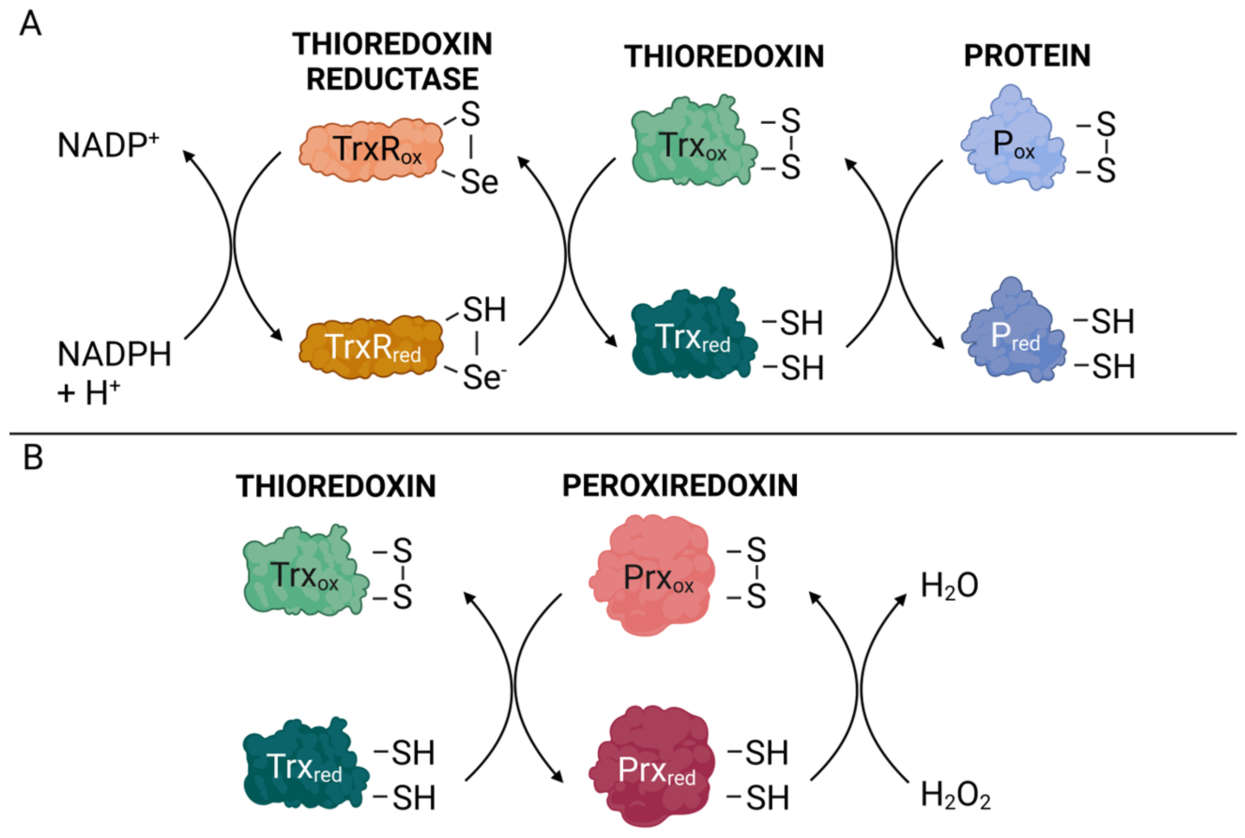 Antioxidants 13 01078 g001 Antioxidants 13 01078 g001