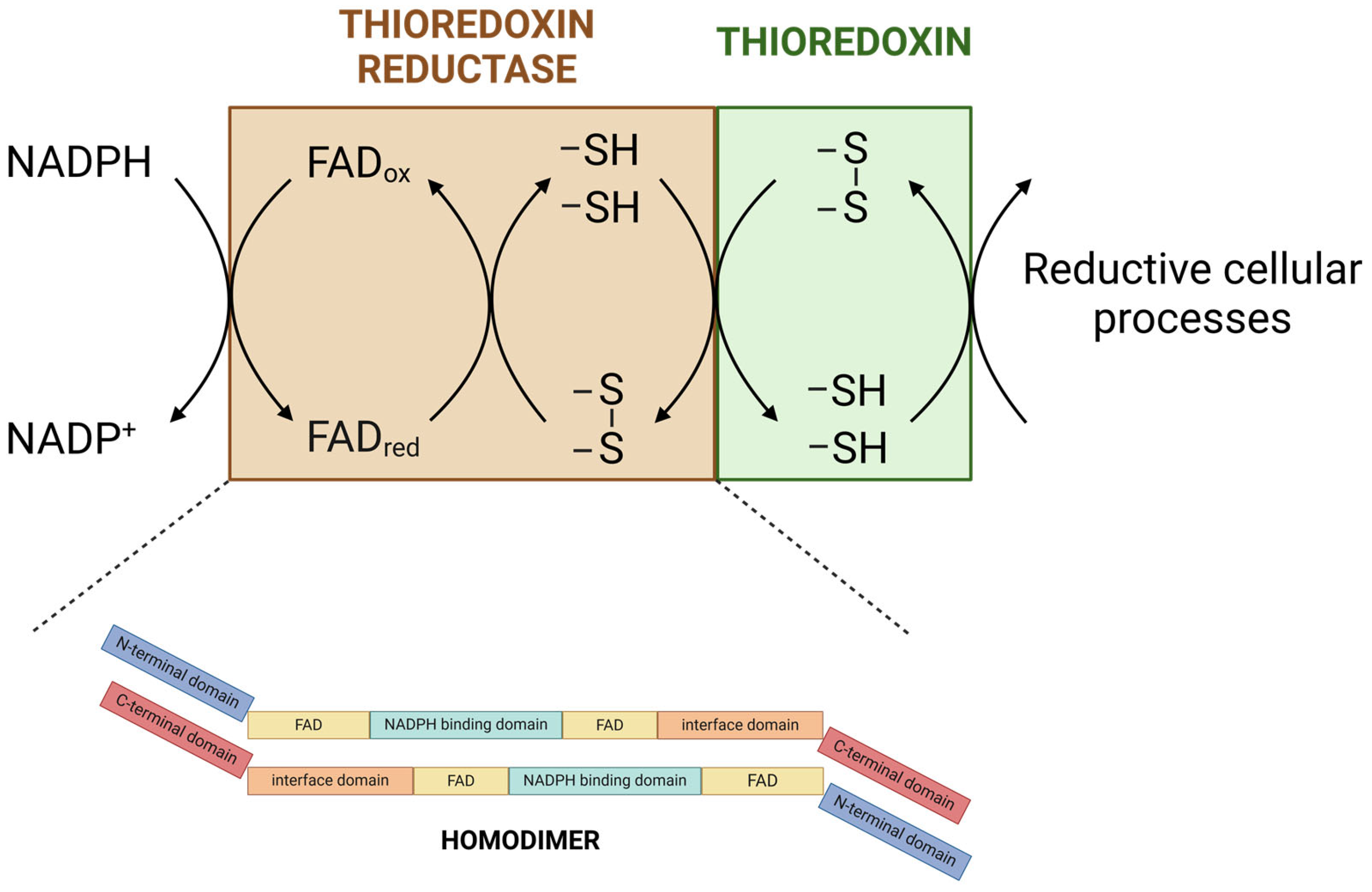Antioxidants 13 01078 g002 Antioxidants 13 01078 g002