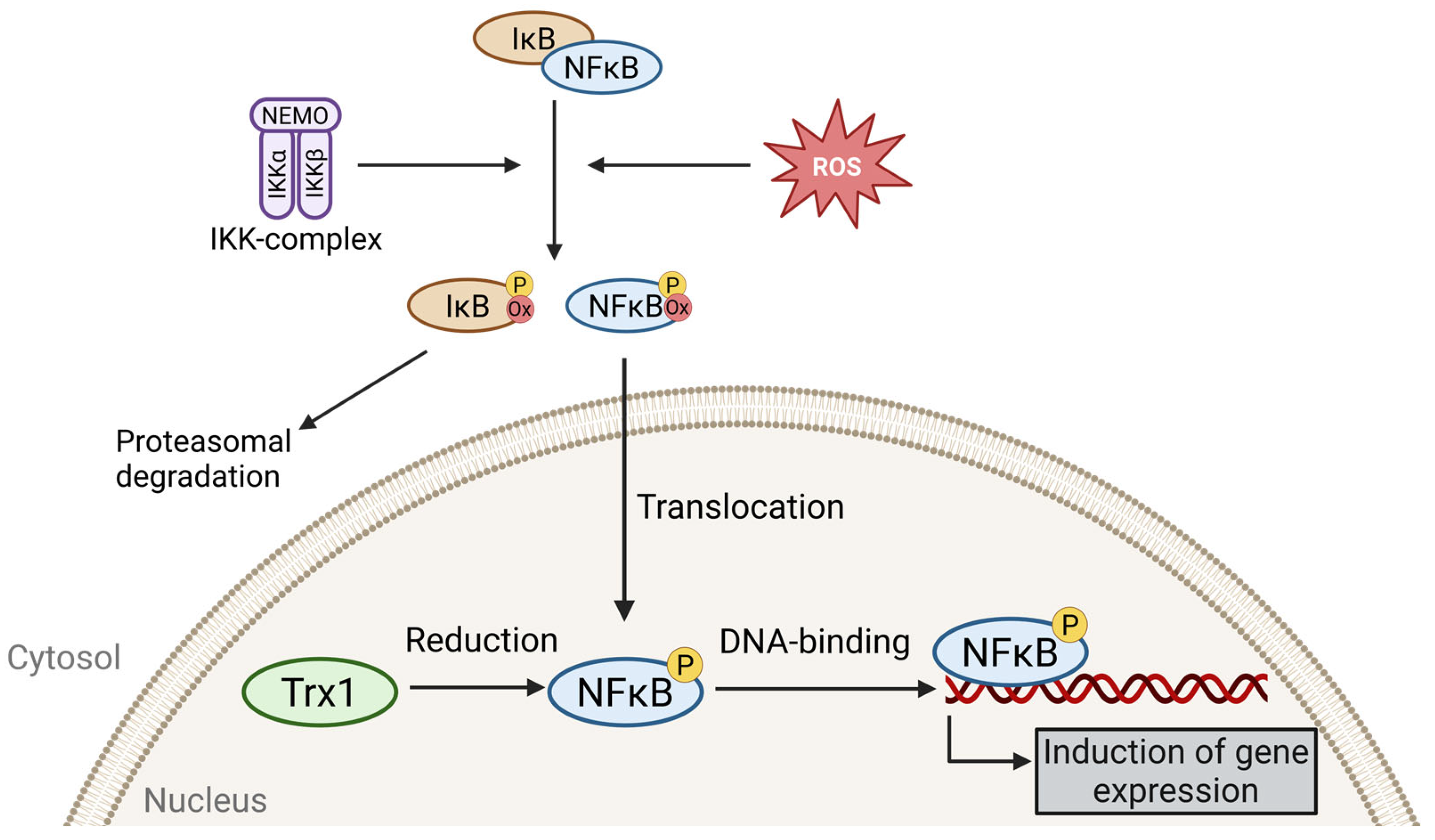 Antioxidants 13 01078 g003 Antioxidants 13 01078 g003