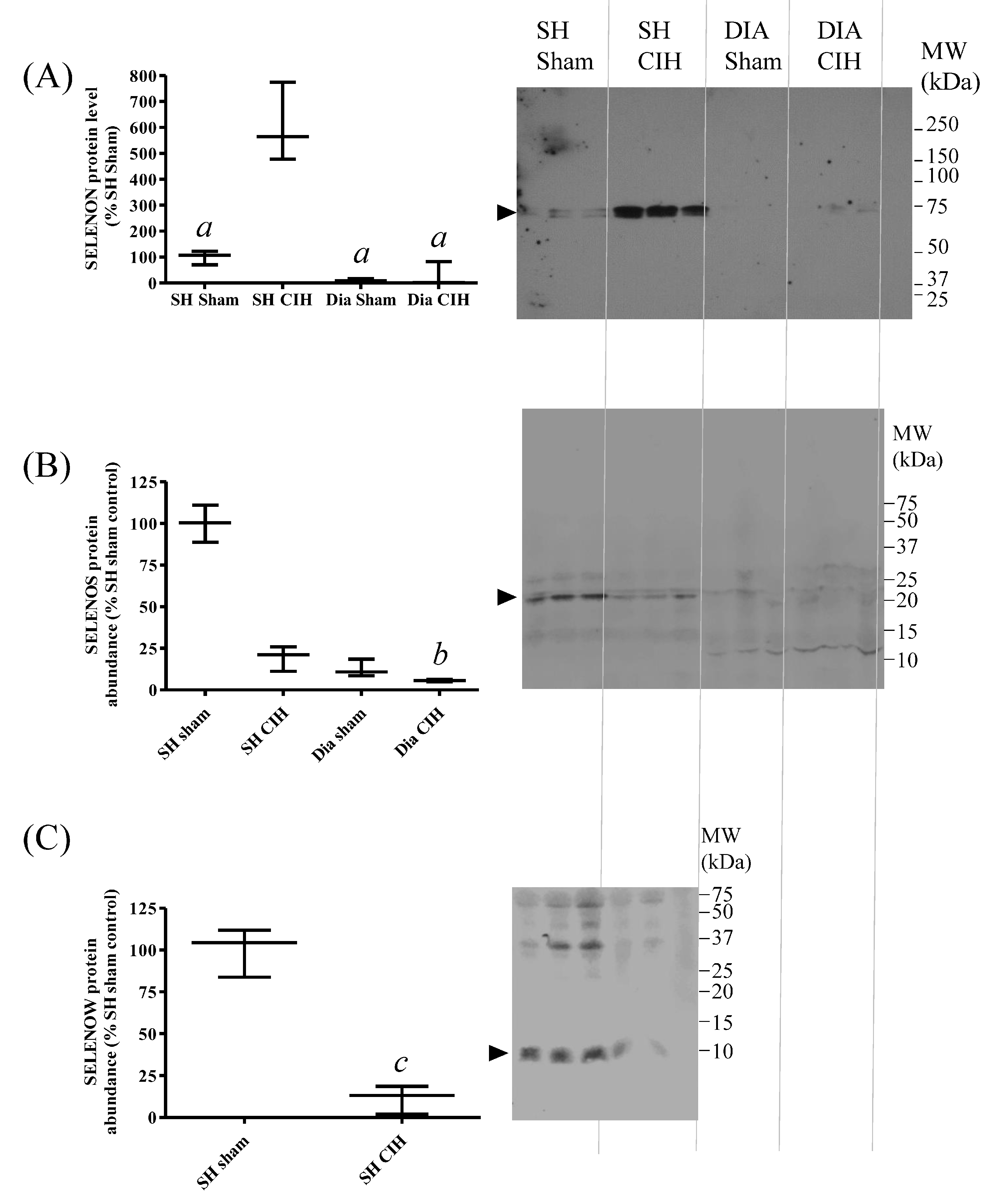 Antioxidants 13 01080 g007 Antioxidants 13 01080 g007