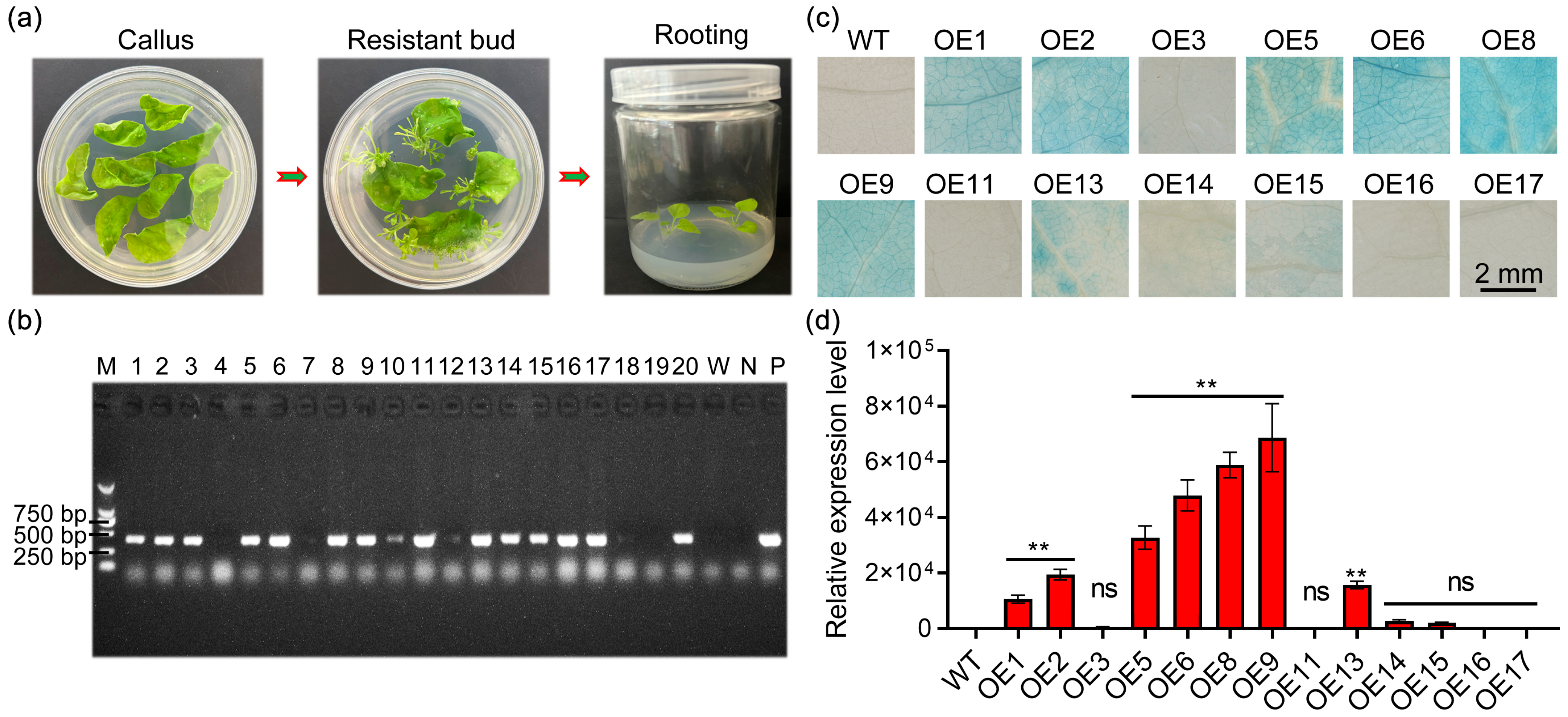 Antioxidants 13 01088 g004