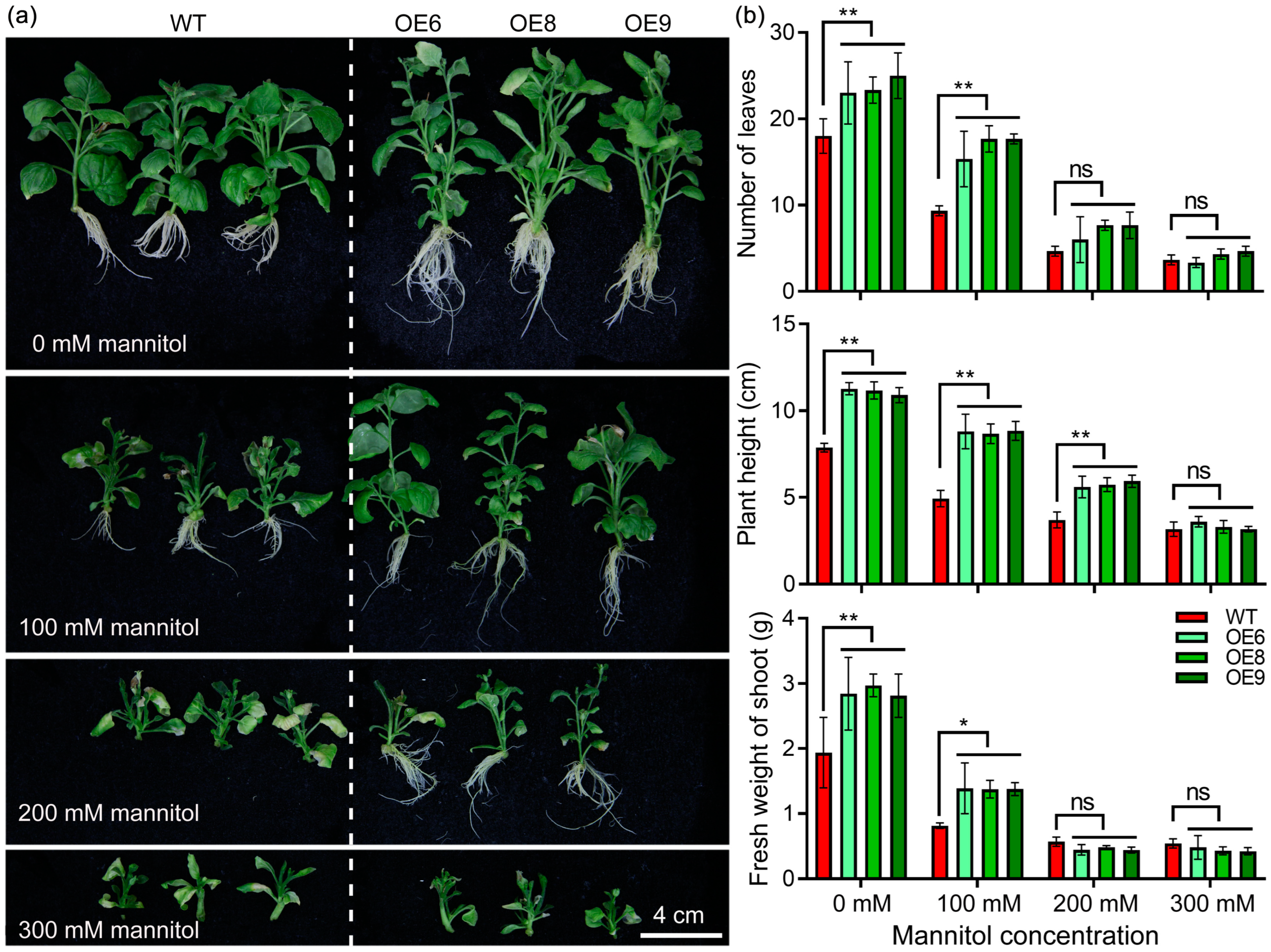 Antioxidants 13 01088 g005