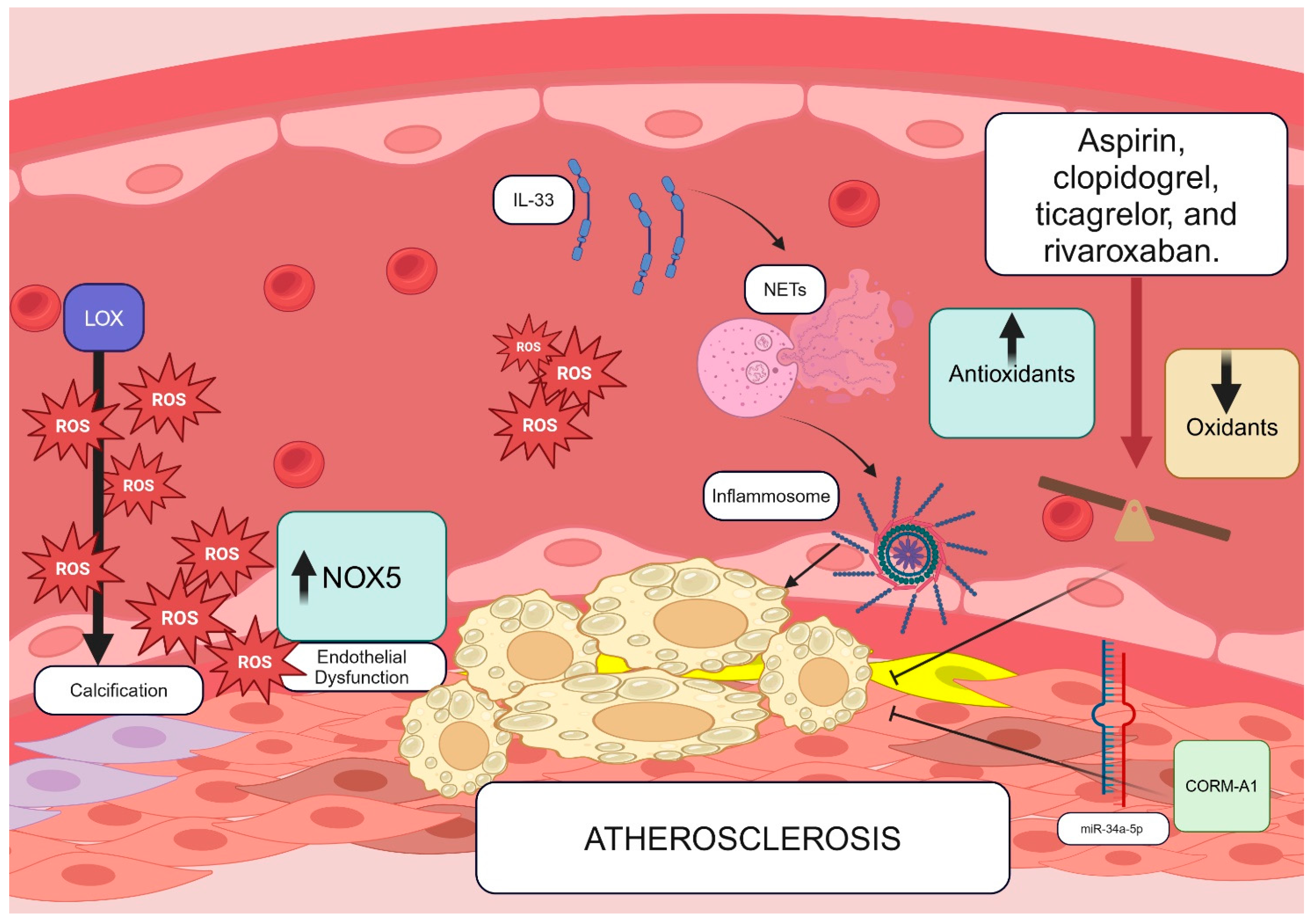 Antioxidants 13 01089 g001