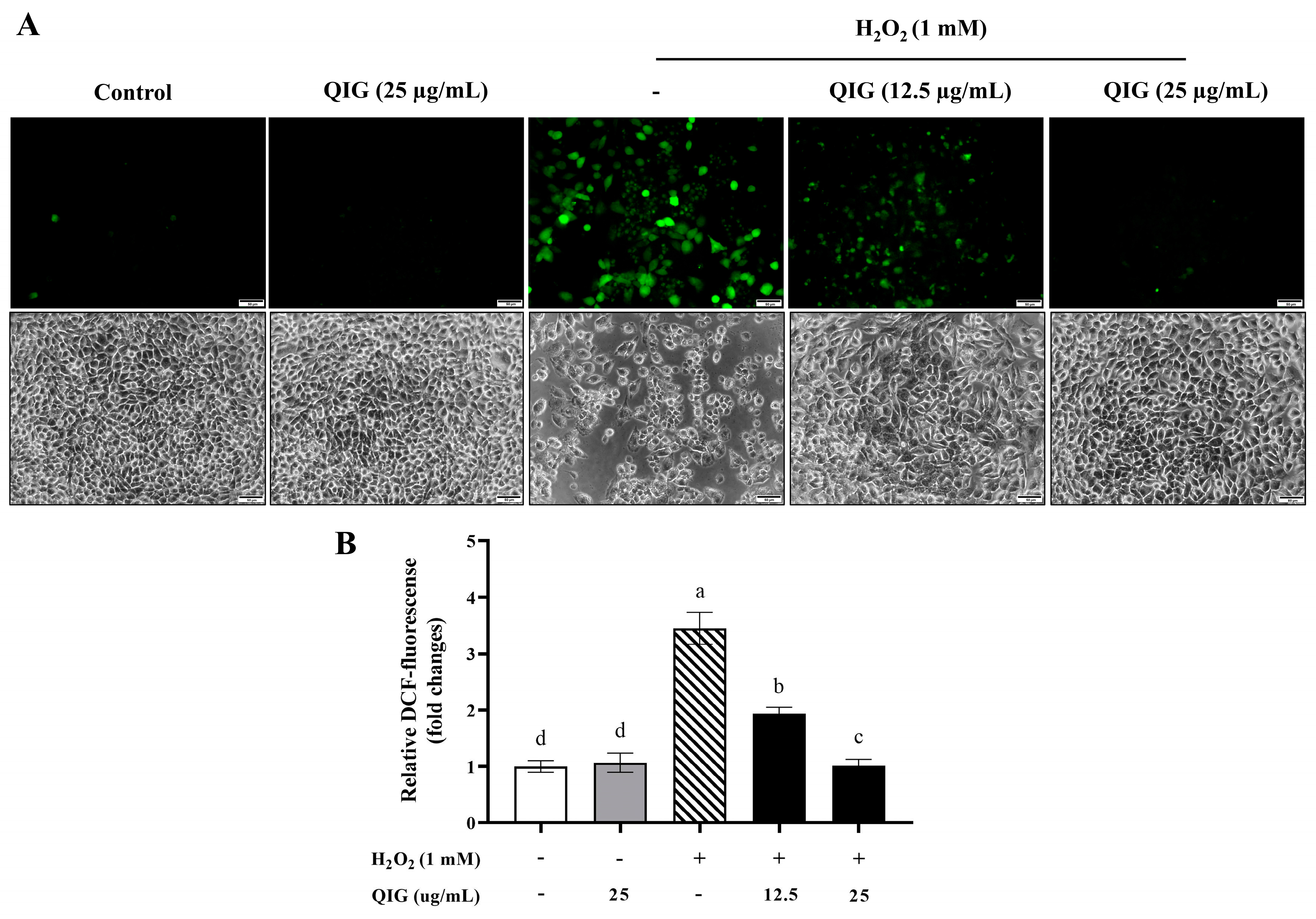 Antioxidants 13 01094 g004