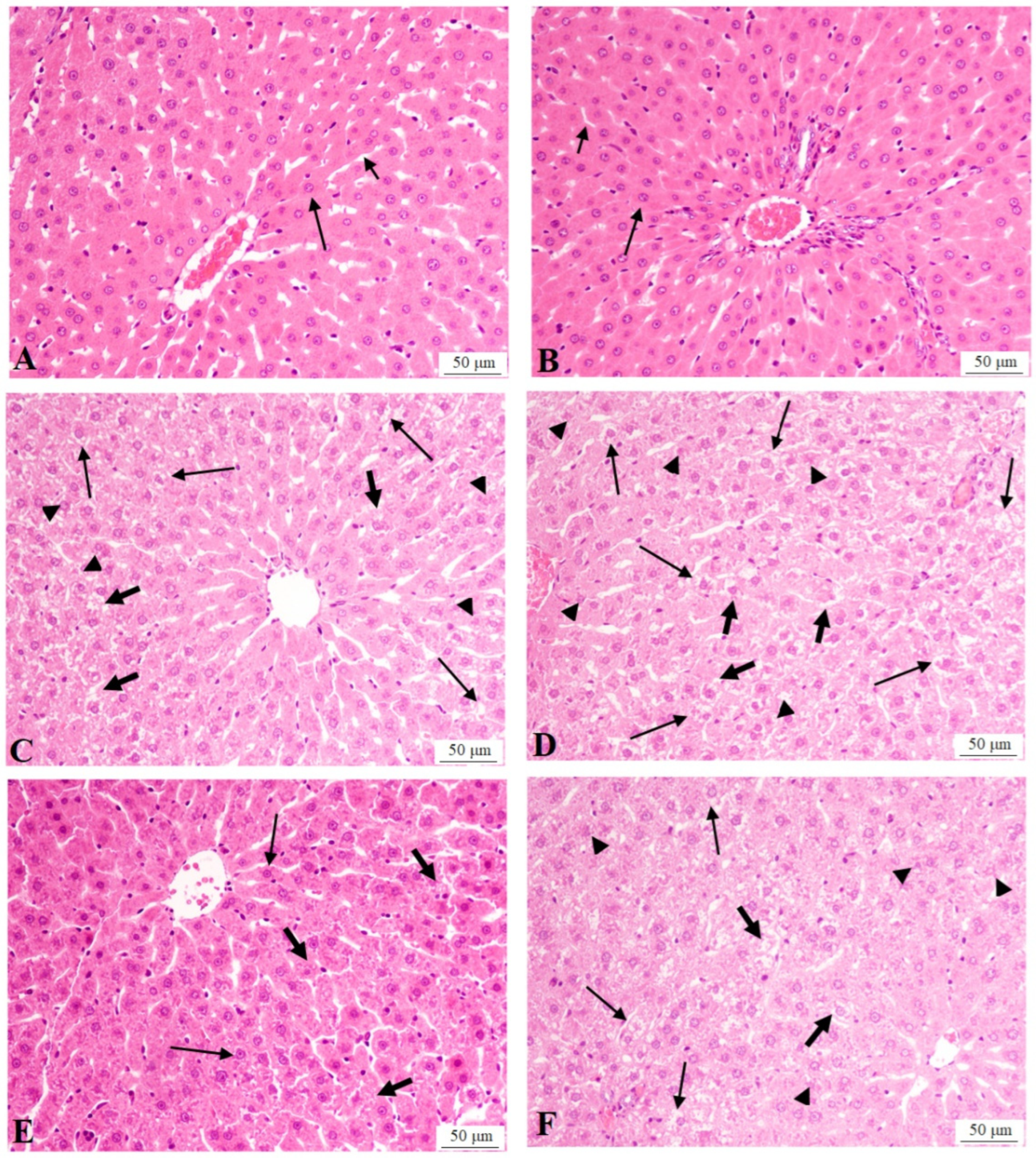 Antioxidants 13 01098 g001
