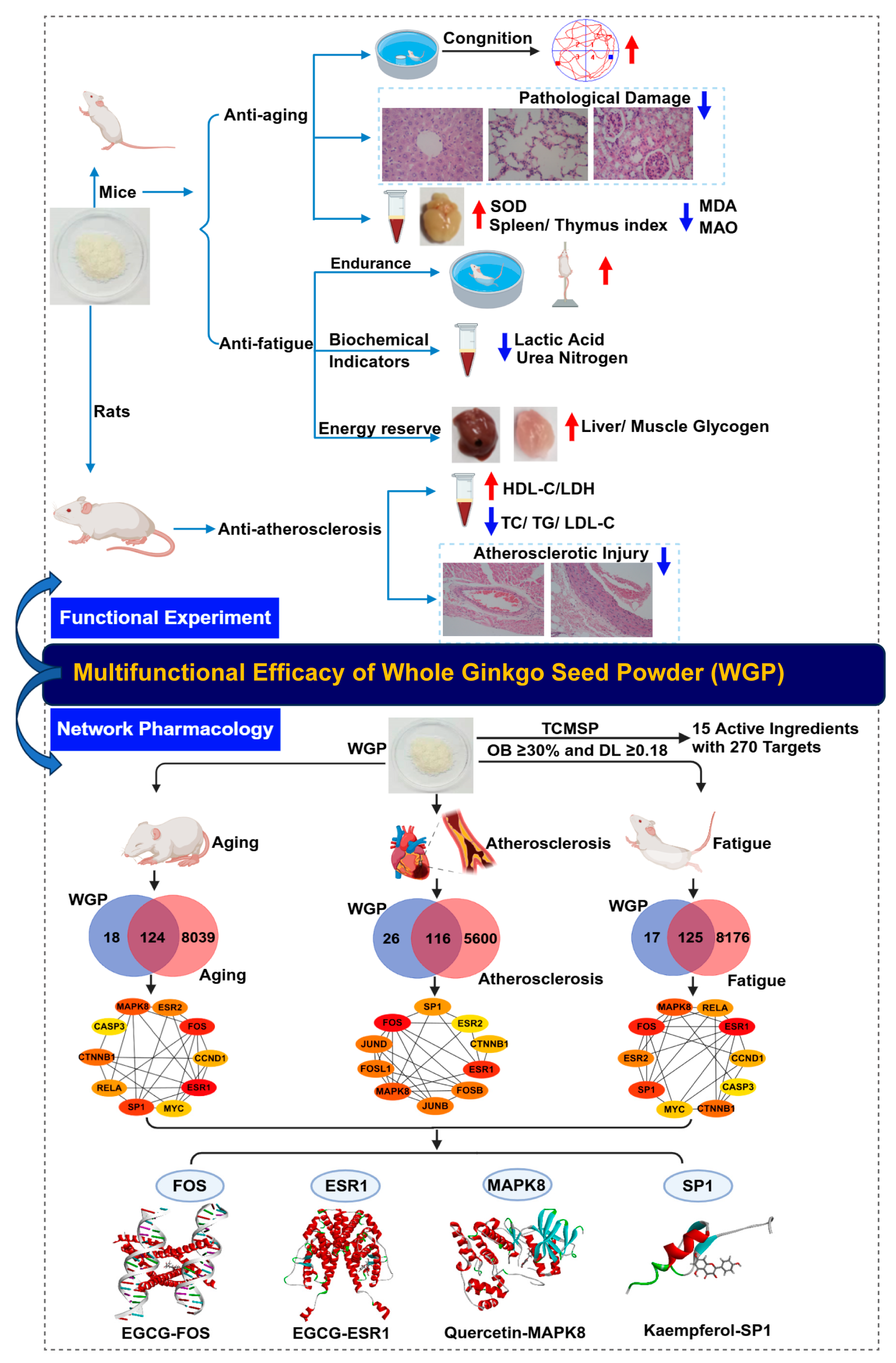 Antioxidants 13 01104 g001