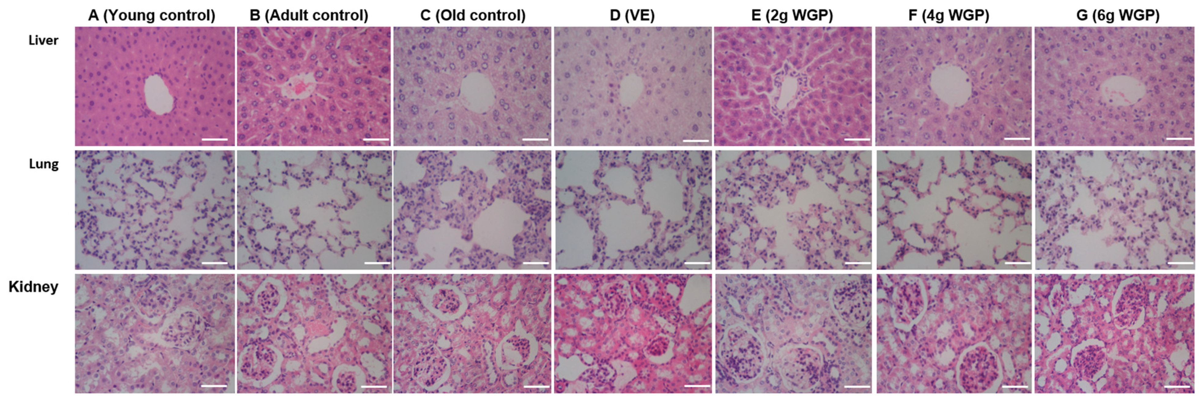 Antioxidants 13 01104 g005