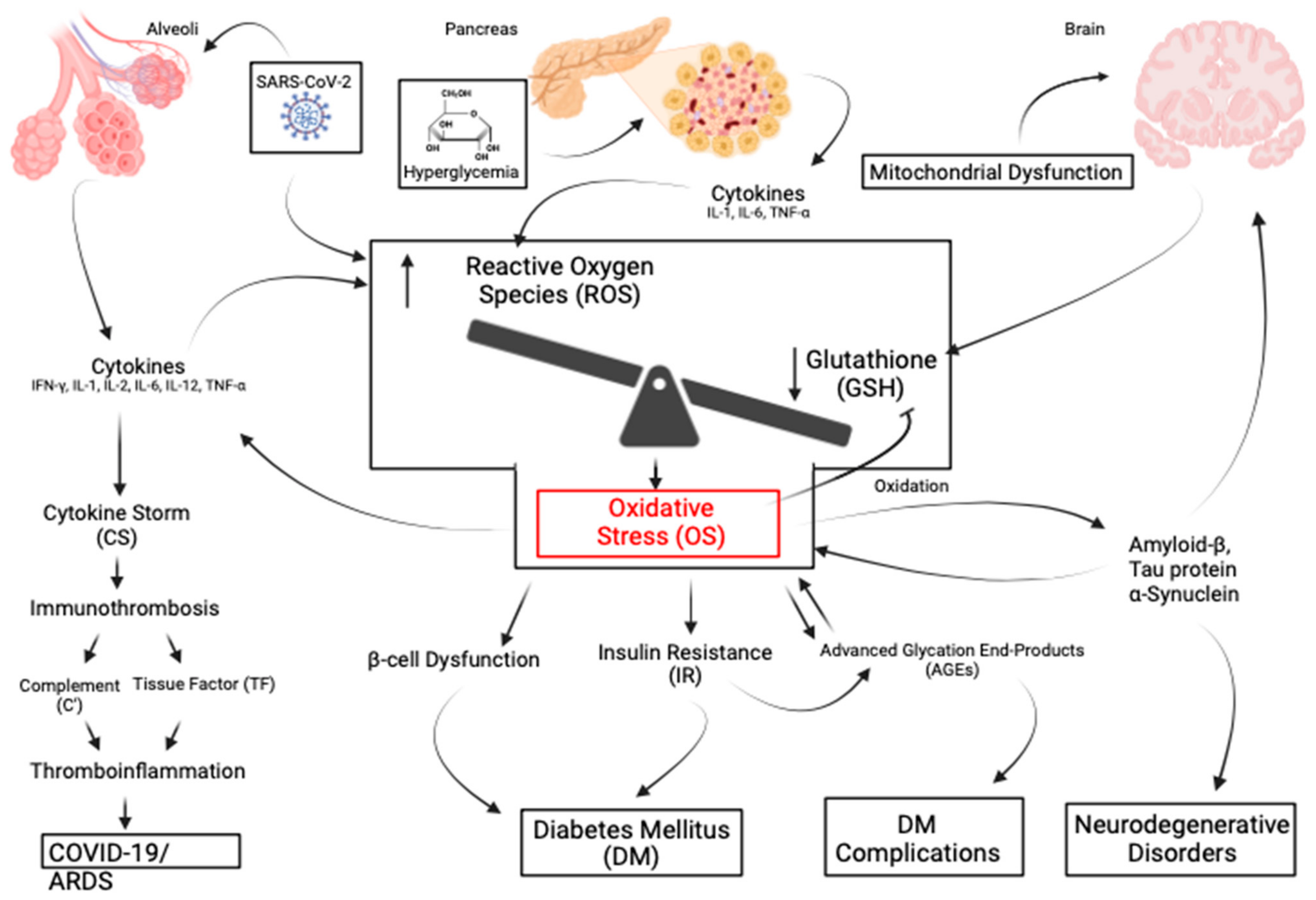 Antioxidants 13 01106 g003 Antioxidants 13 01106 g003