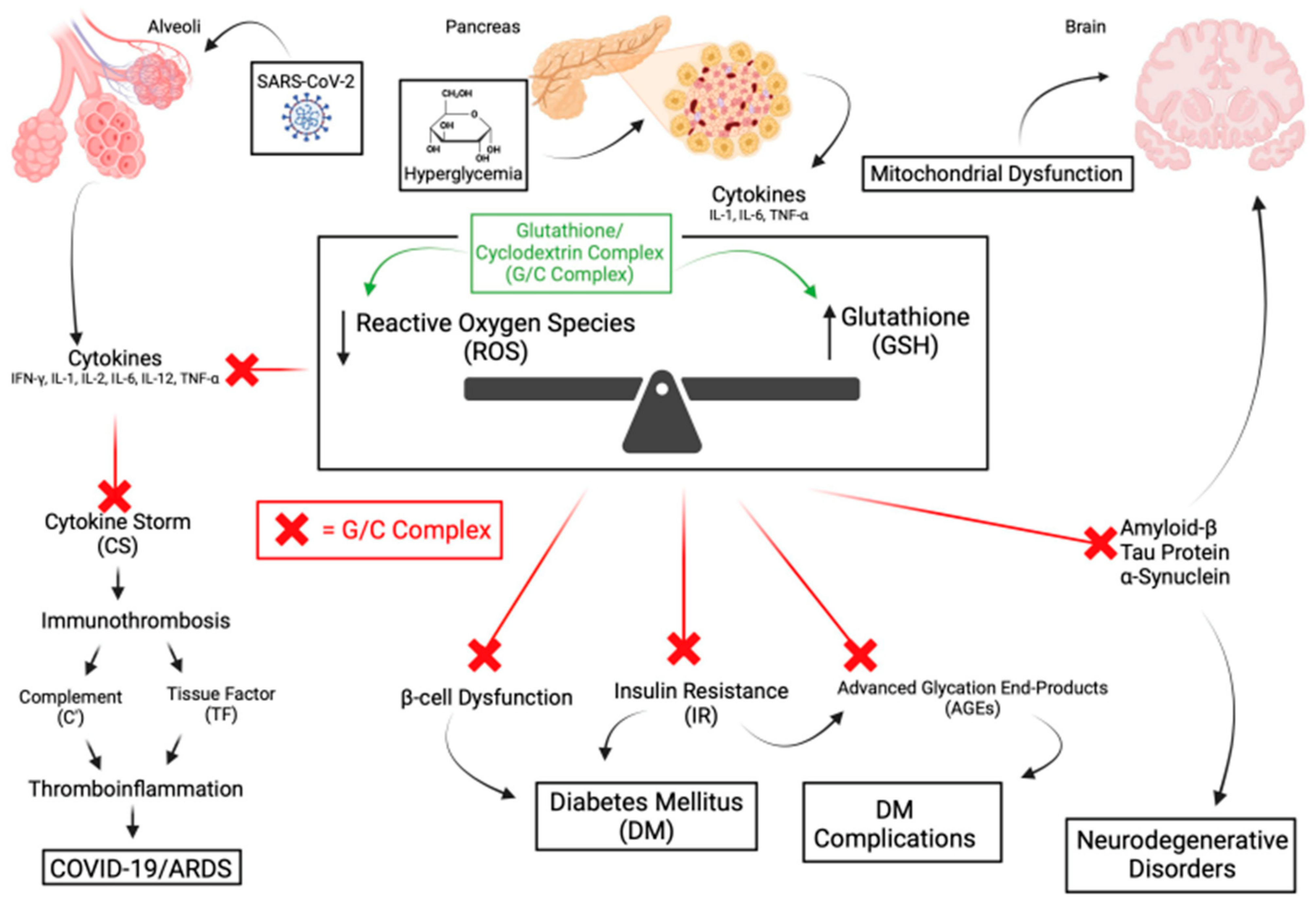 Antioxidants 13 01106 g004 Antioxidants 13 01106 g004