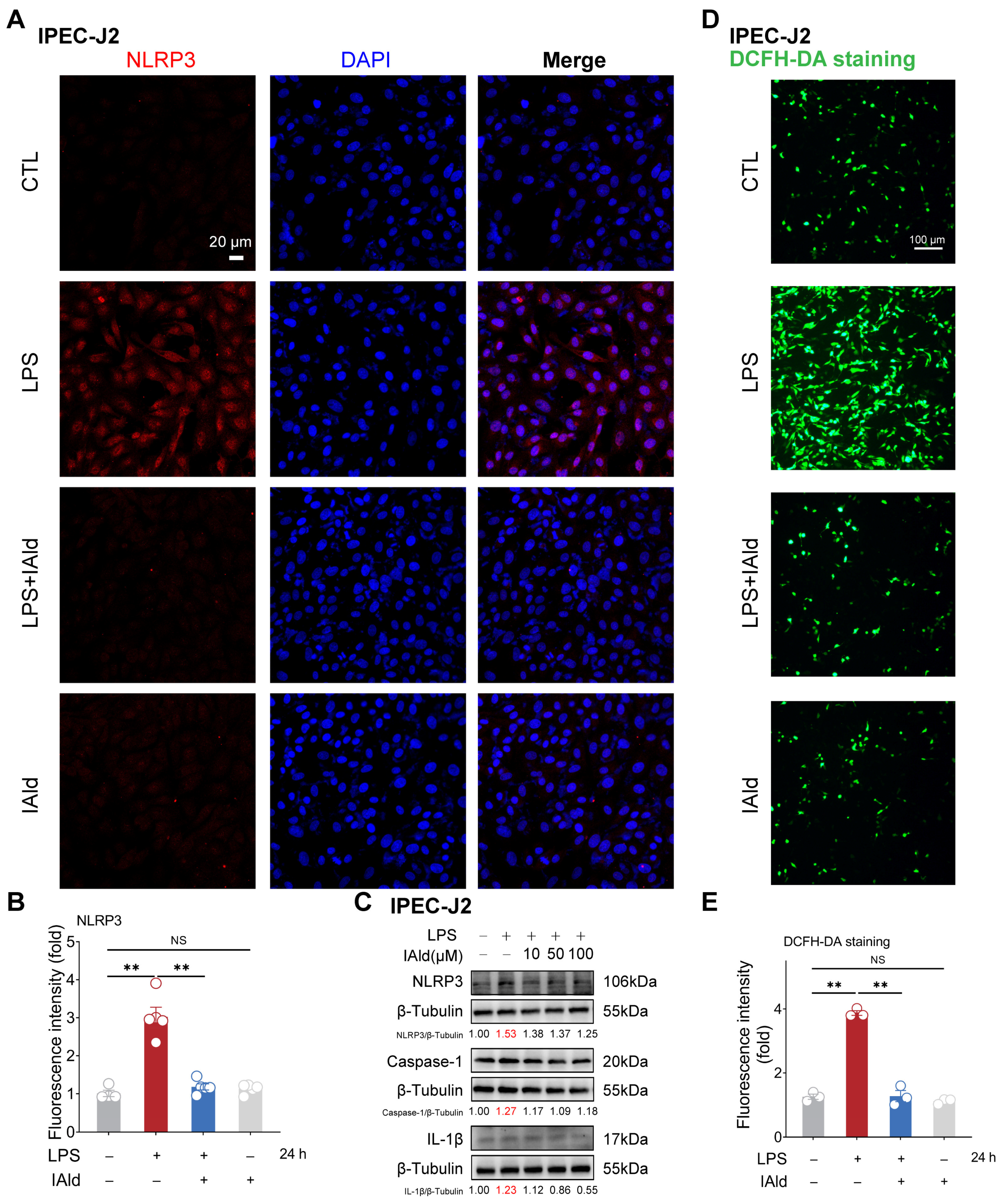 Antioxidants 13 01107 g001