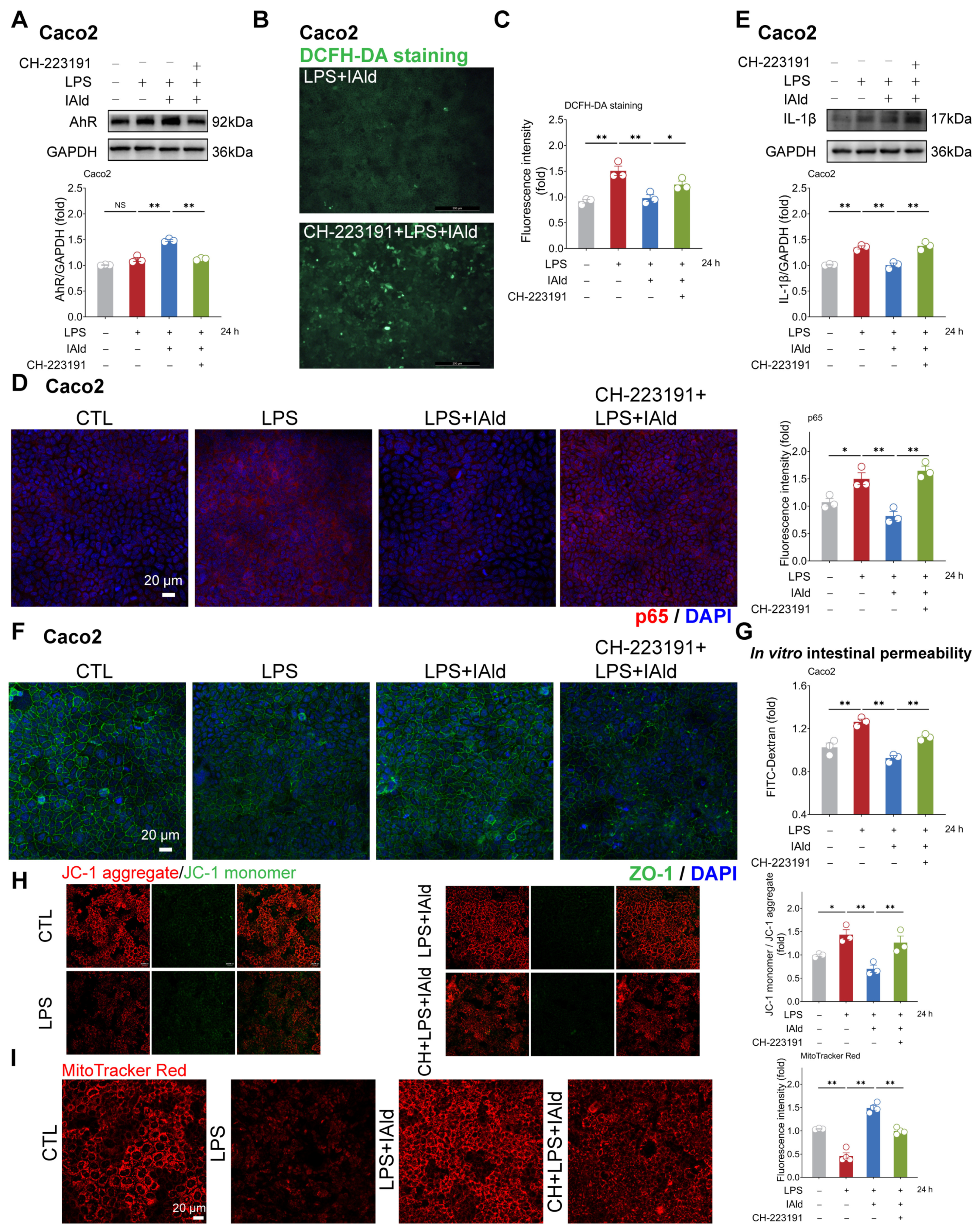 Antioxidants 13 01107 g005