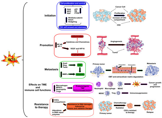 SOD OIL  ３本セット Oxidative Stress and Age-Related Tumors