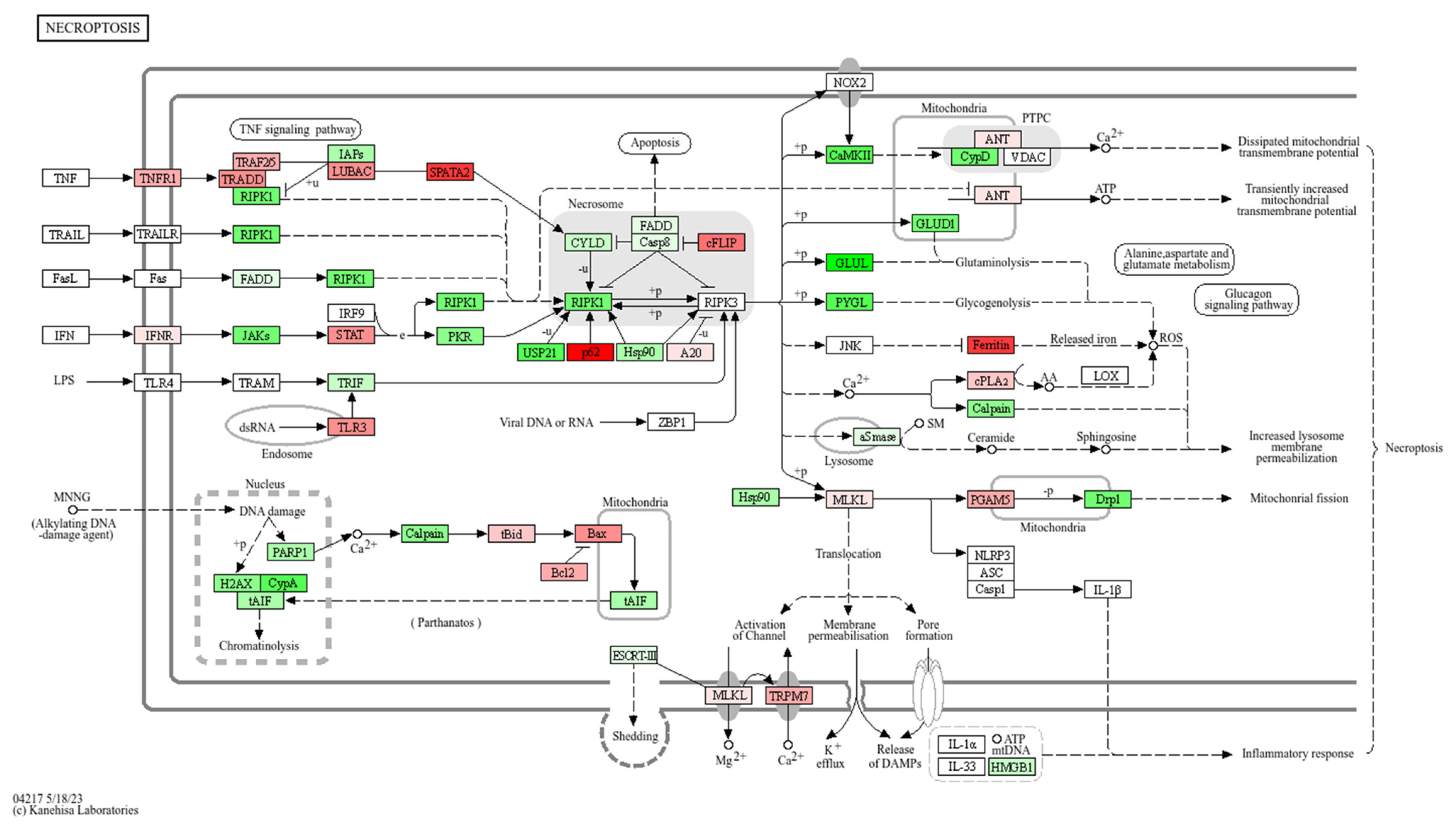 Antioxidants 13 01111 g010