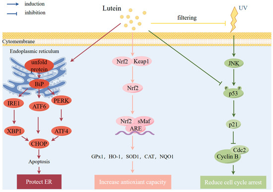 Effects and Mechanisms of Lutein on Aging and Age-Related