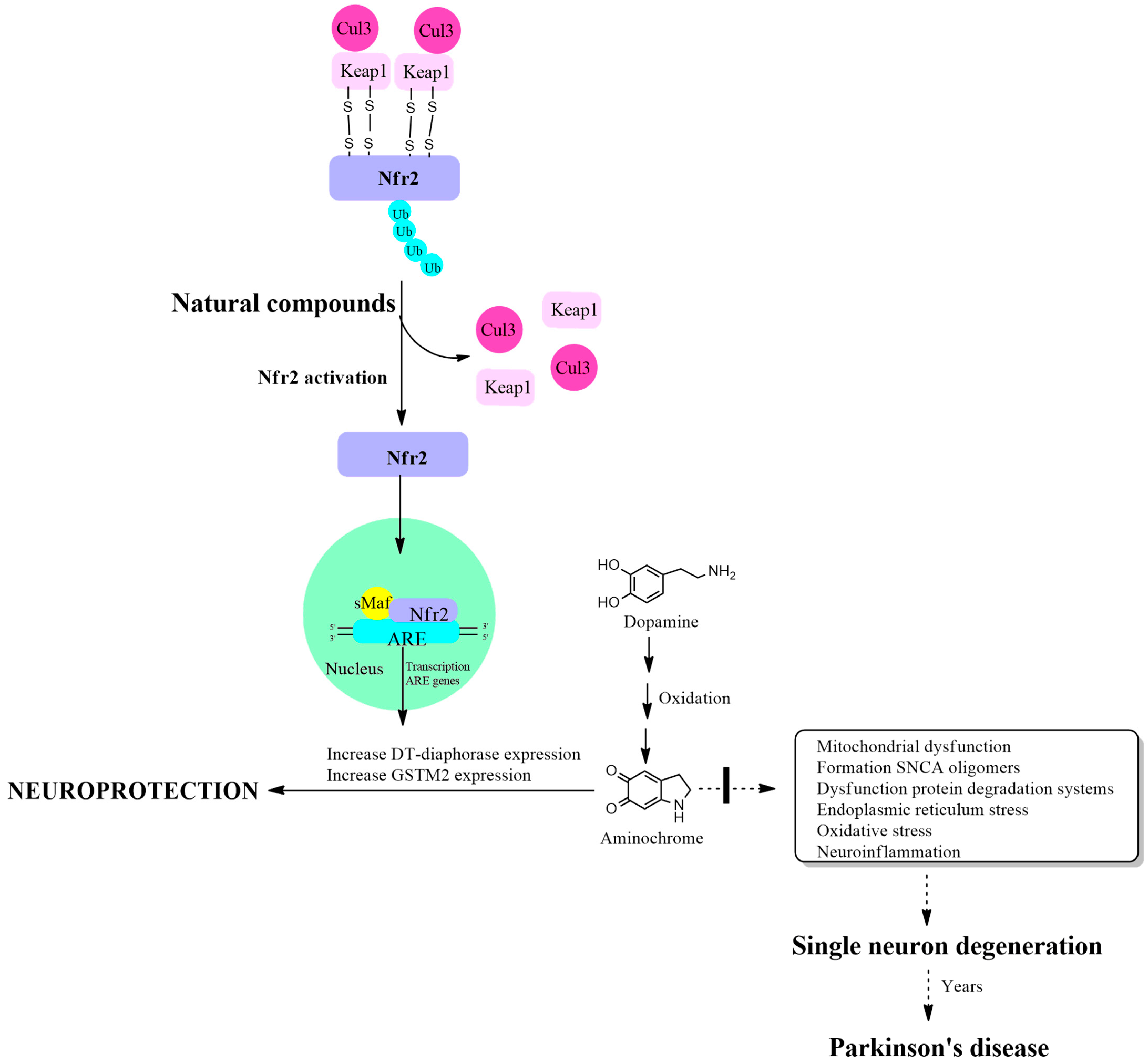 Antioxidants 13 01125 g001 Antioxidants 13 01125 g001